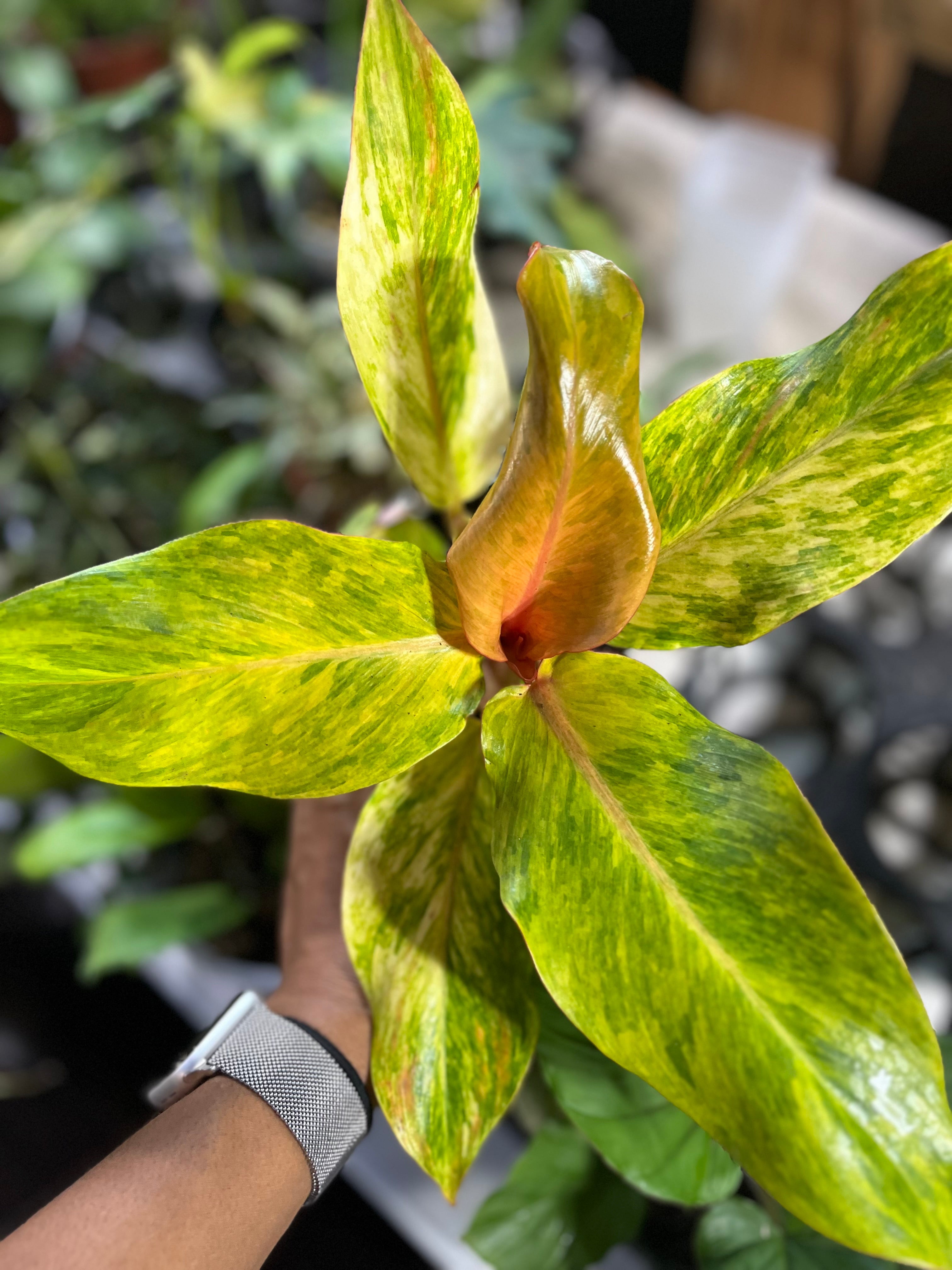 How to Style Your Home with Rare Plants Like a Pro