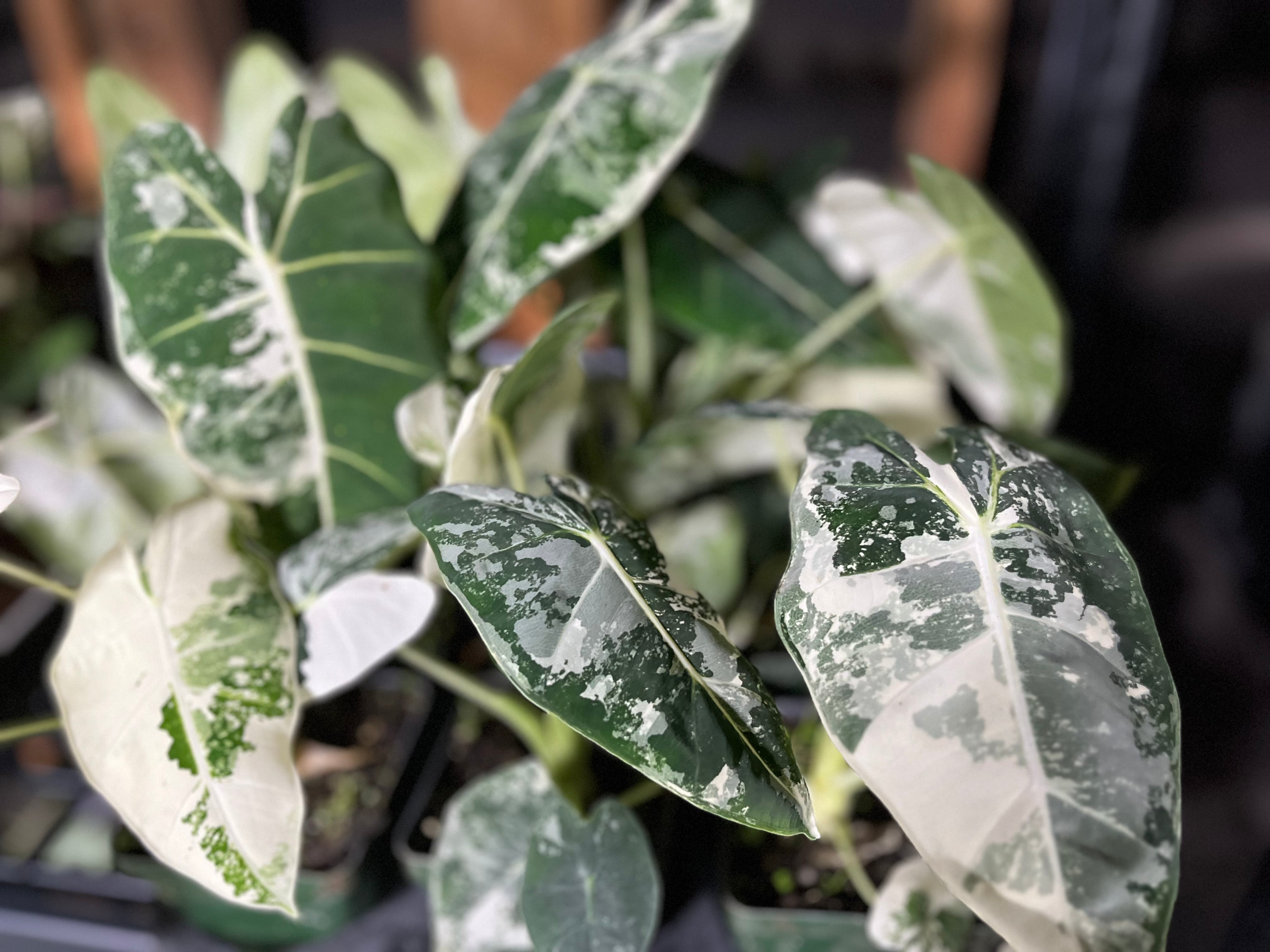 Alocasia Frydek Variegated Growers Choice