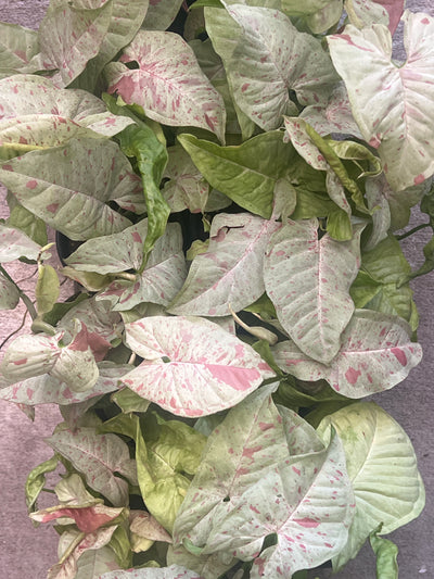 Syngonium milk confetti