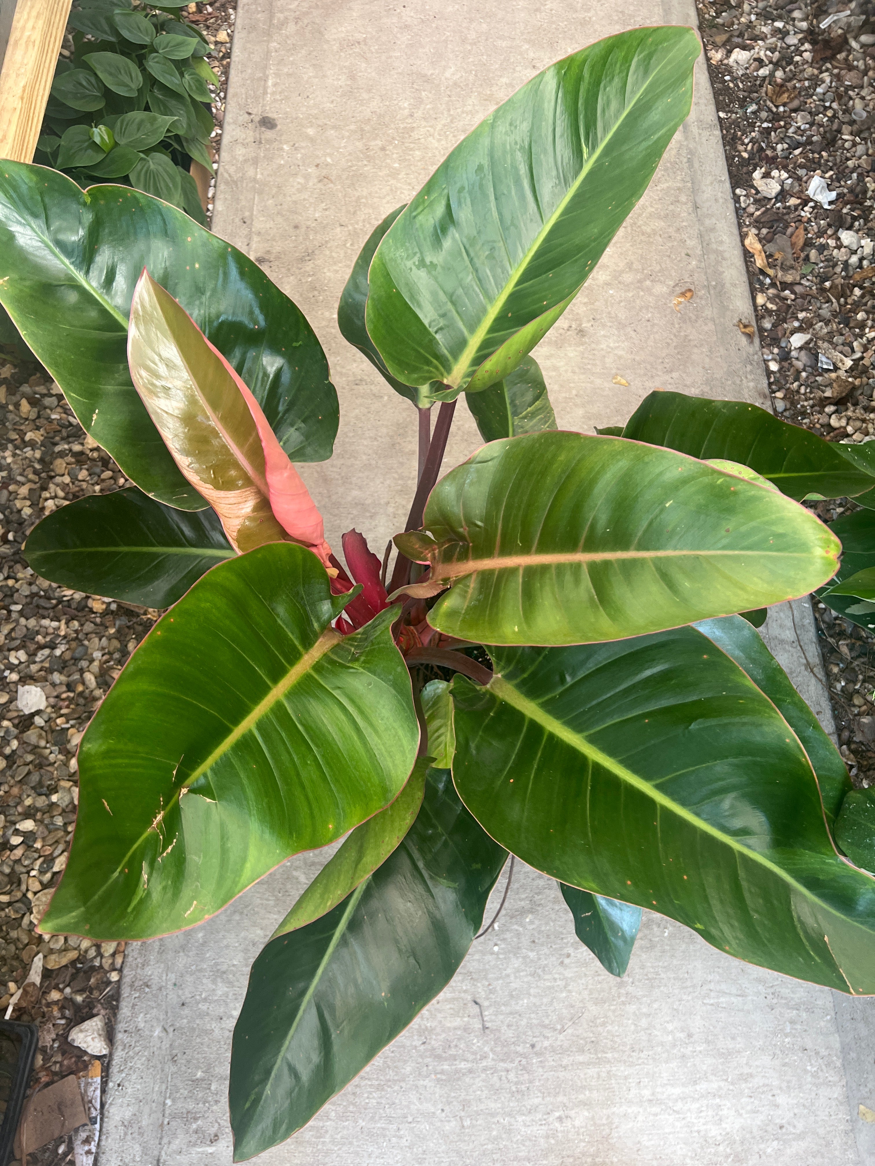 Philodendron red Congo XL 10 Inch pot