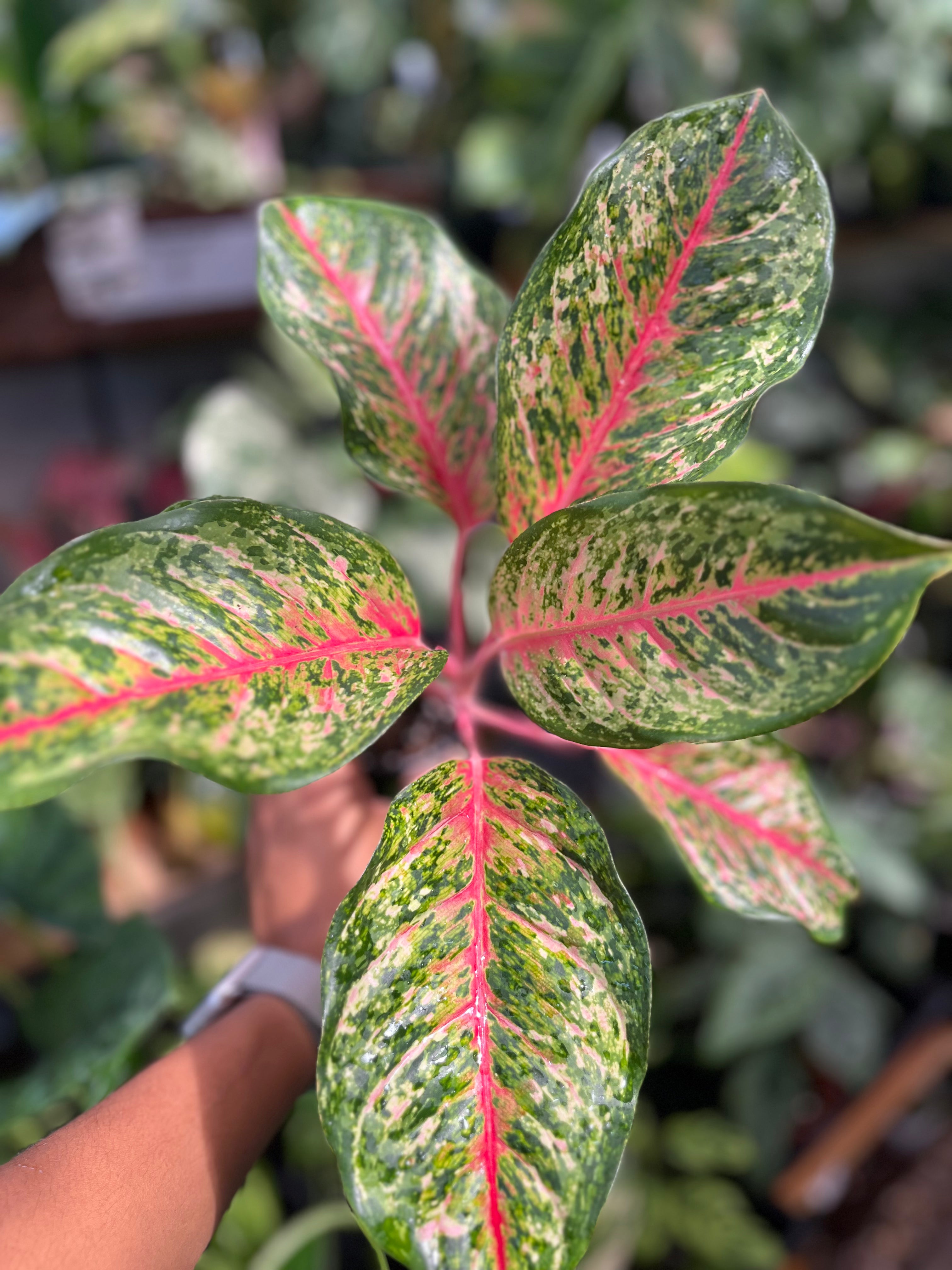 Aglaonema 10 Karat