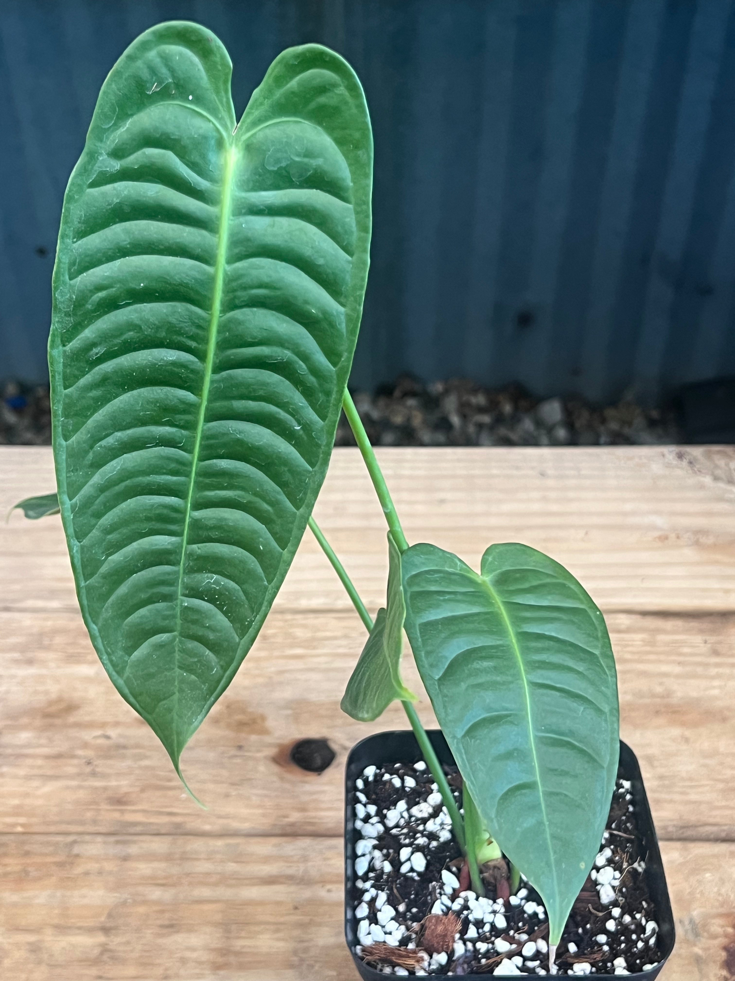 Anthurium King Vetchii