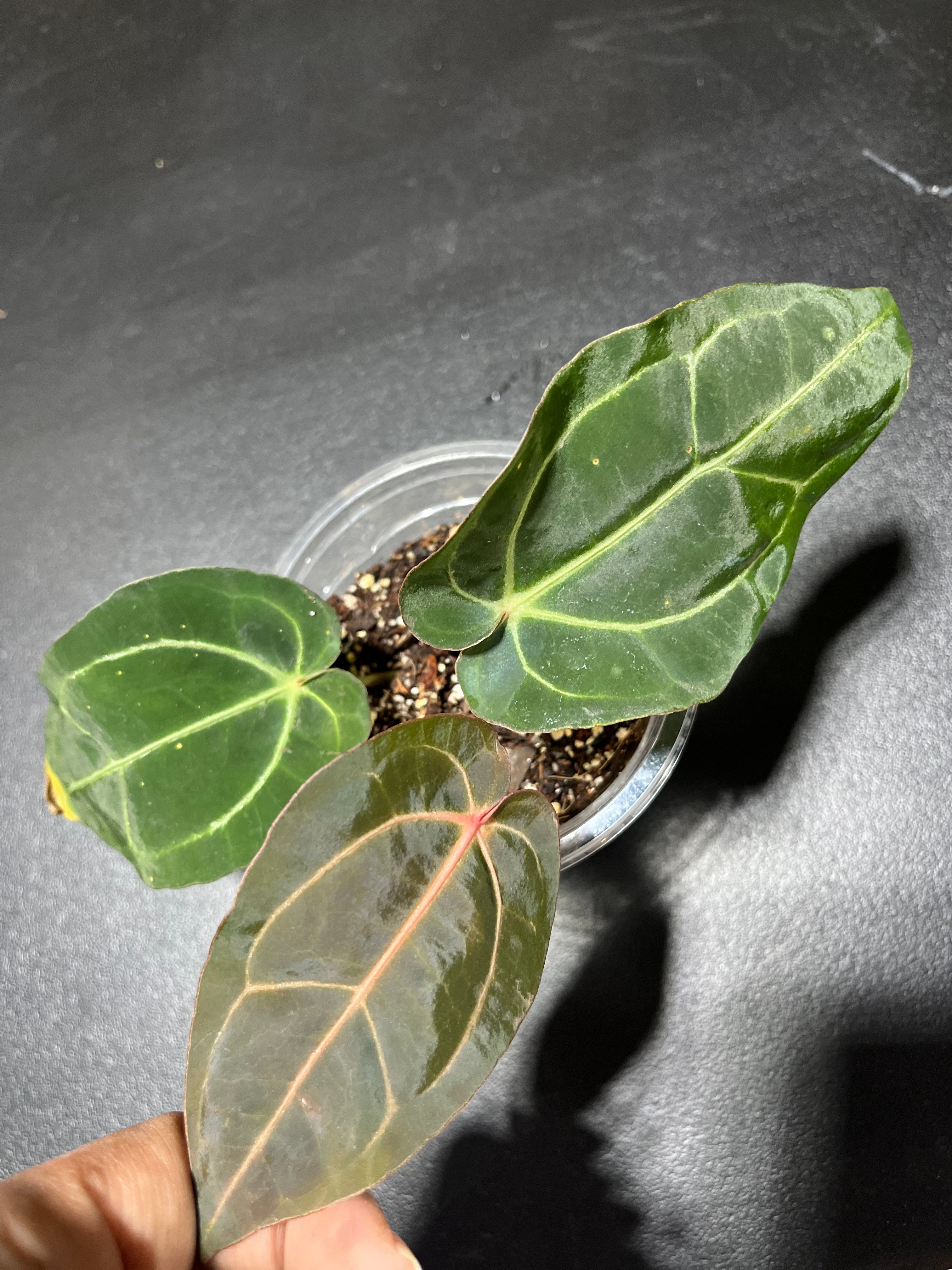 Anthurium Red Crystal SKG x Carlablackiae