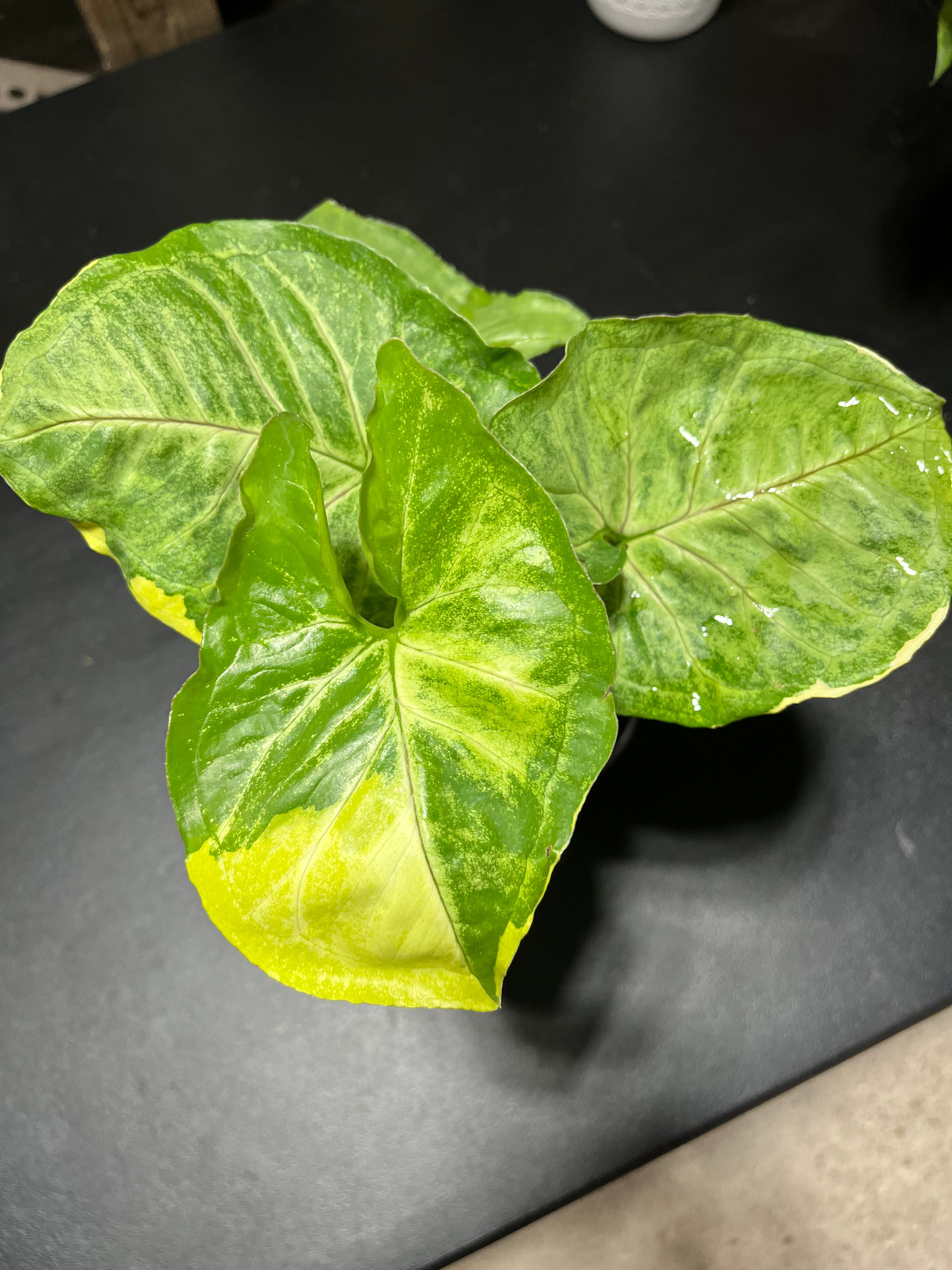 Syngonium Orm Thong (Mango Allusion Variegated)