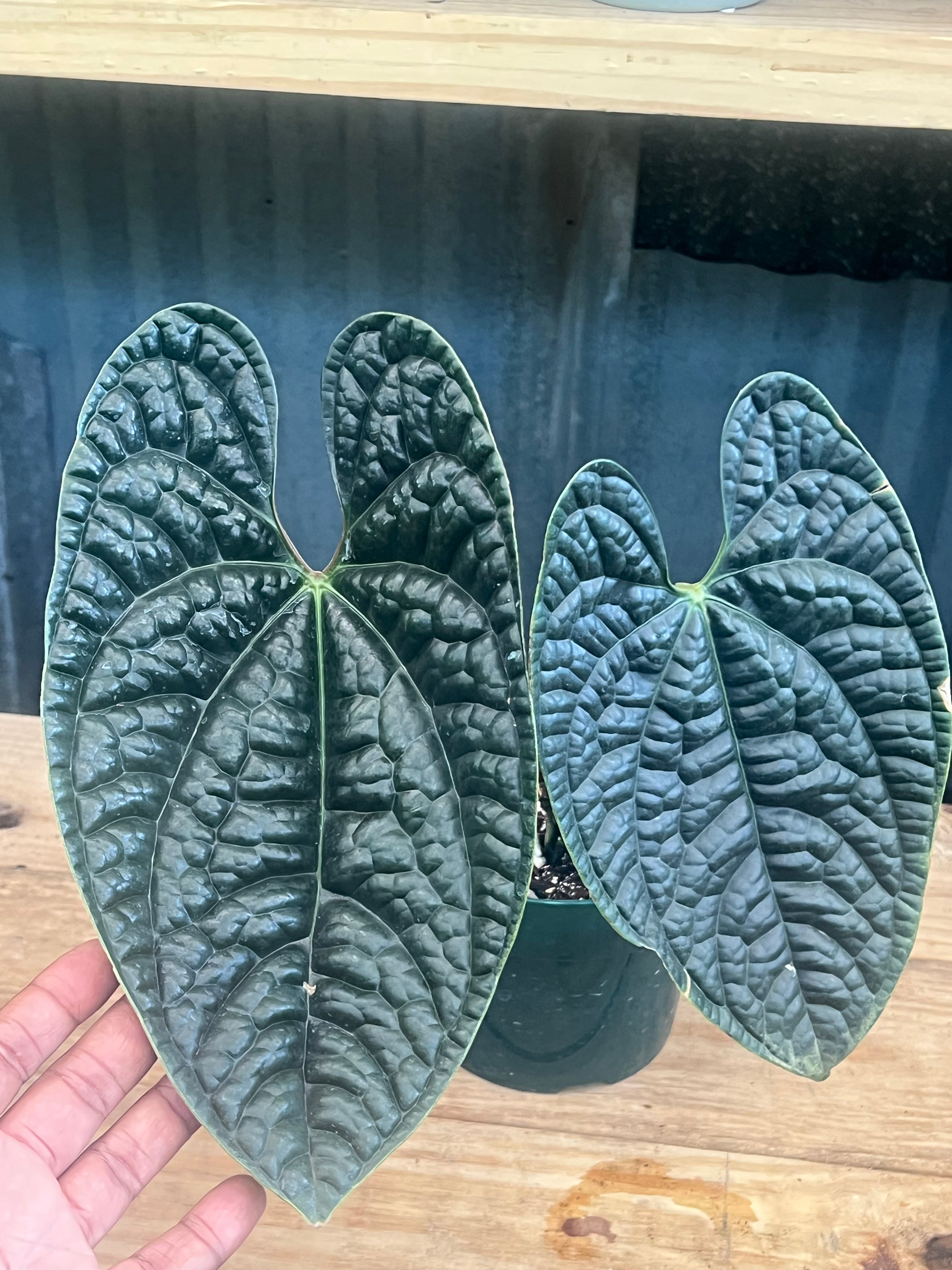 Anthurium Luxurians Dark