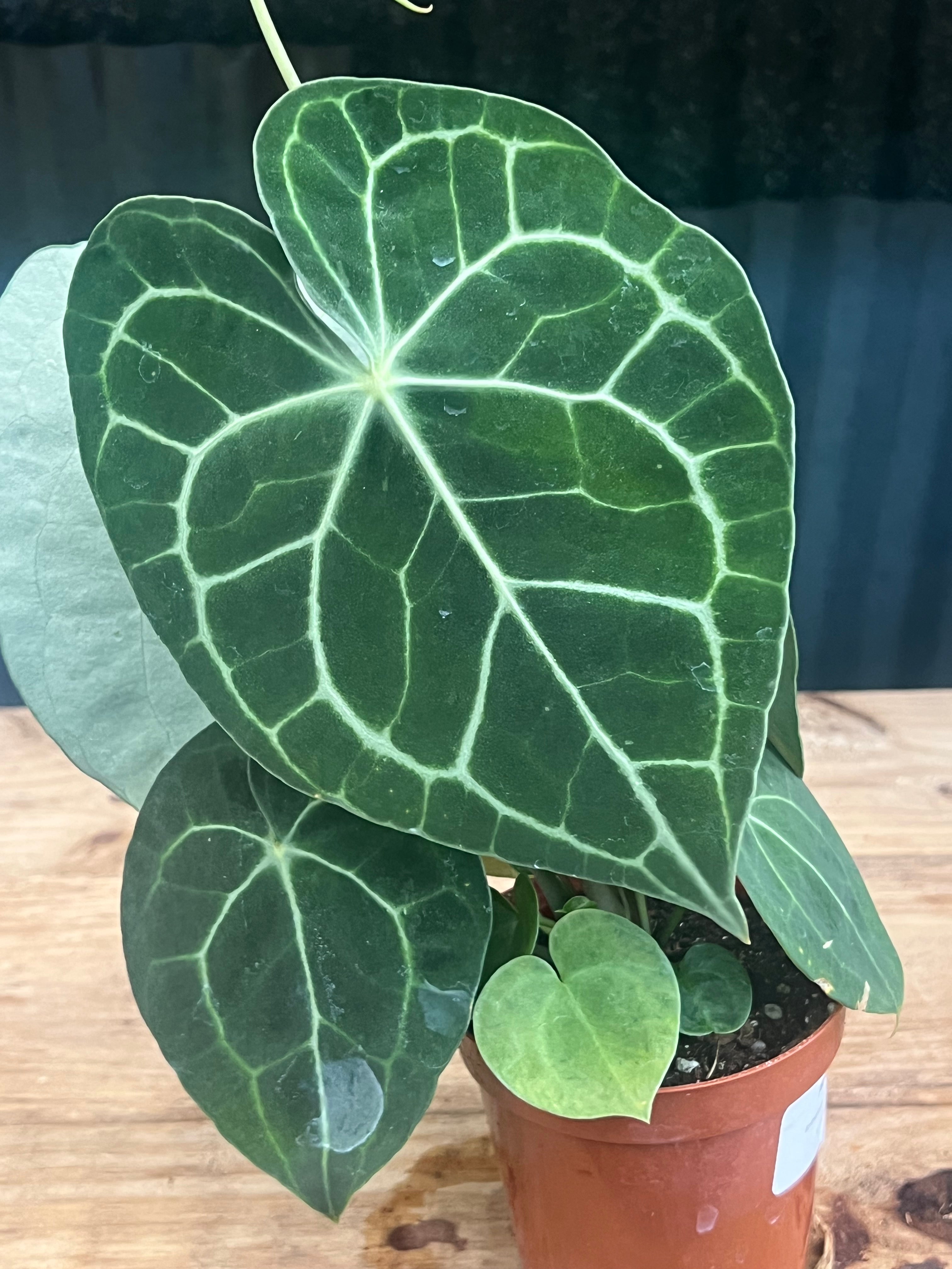 Anthurium Clarinervium