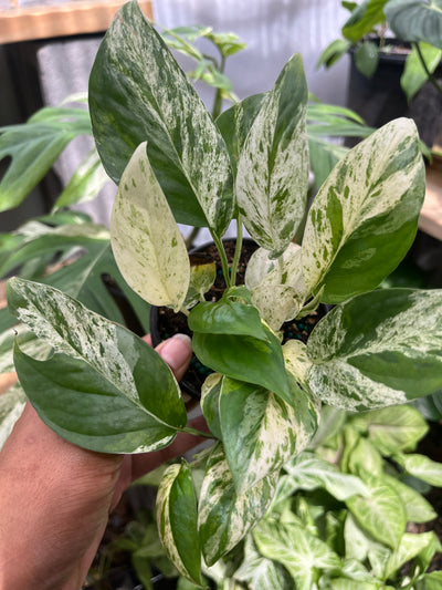Epipremnum Pinnatum Marble