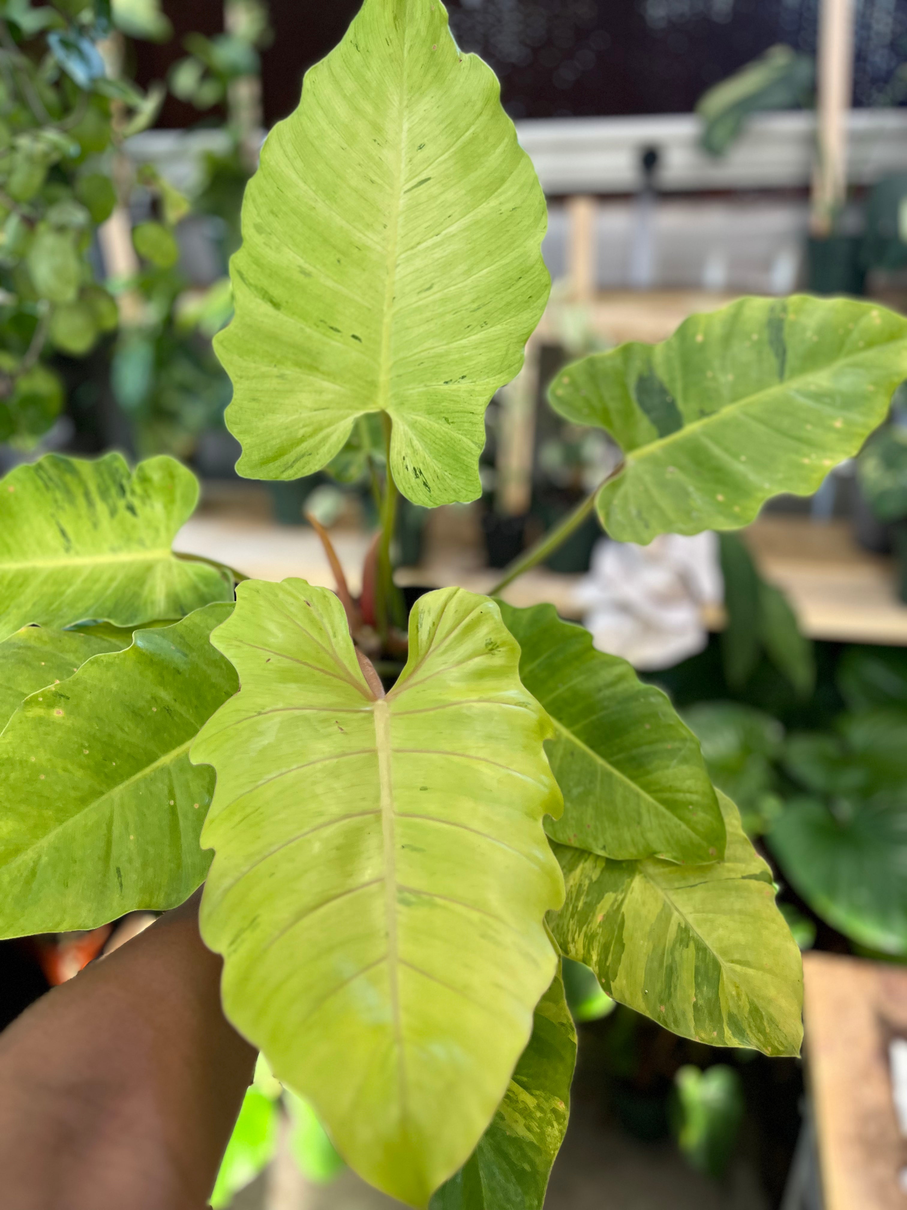 Philodendron Snowdrift XL
