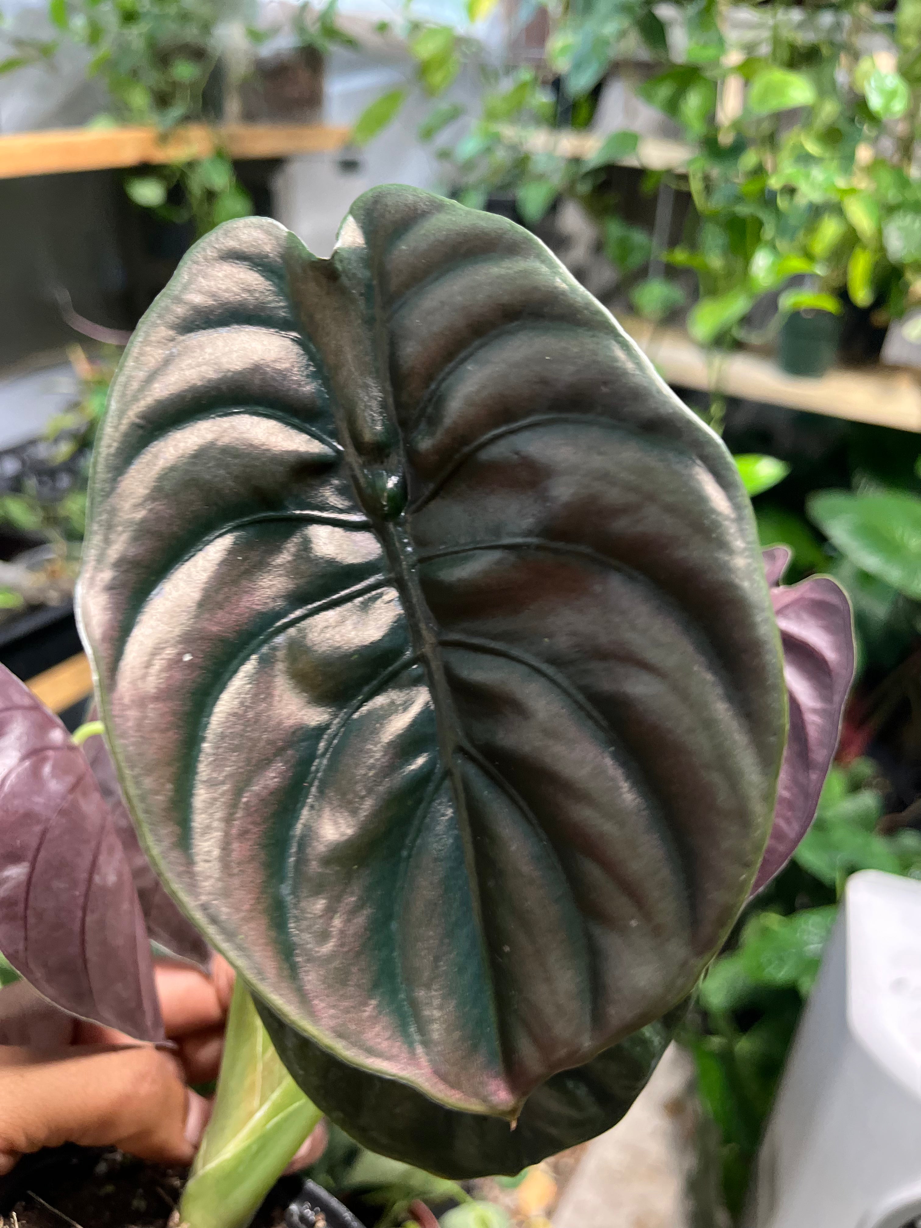 Alocasia Cuprea Red Secret