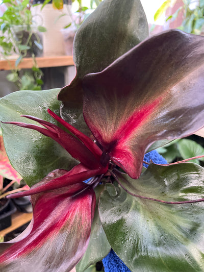 Philodendron Red Heart
