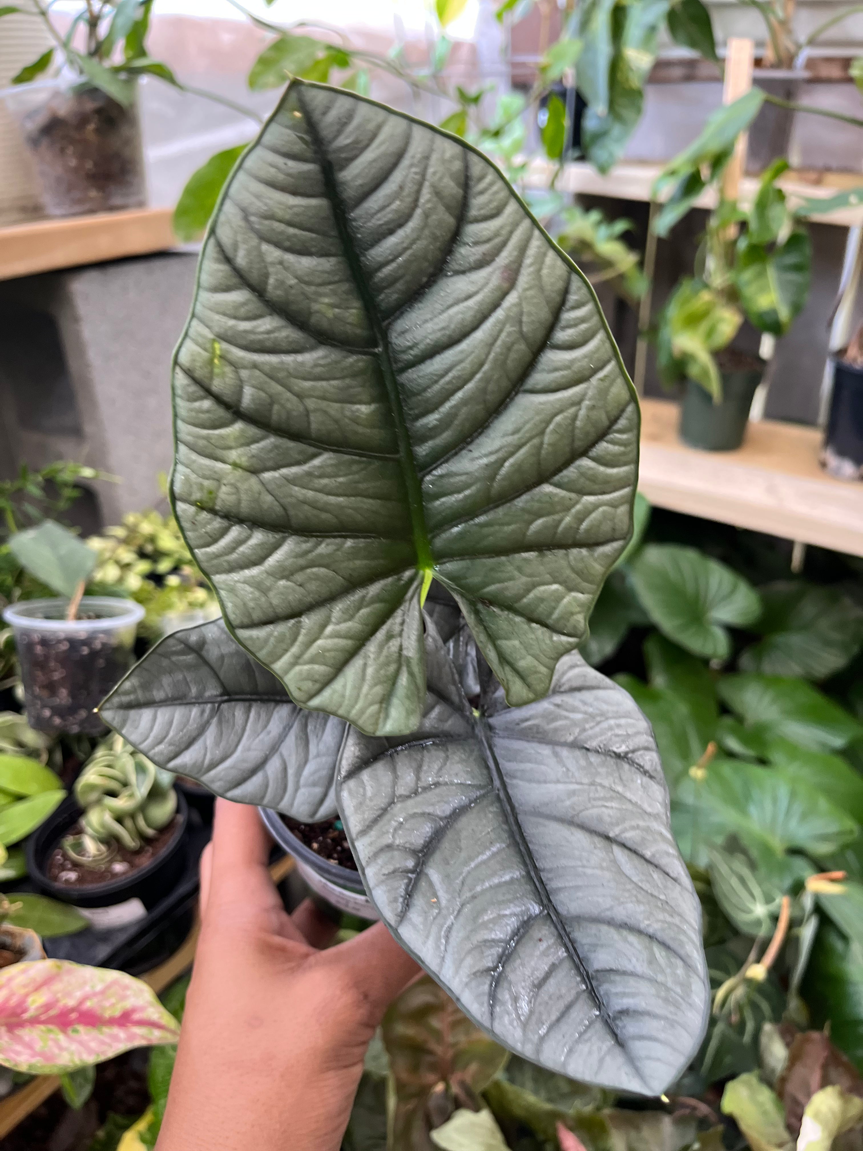 Alocasia Platinum Bisma