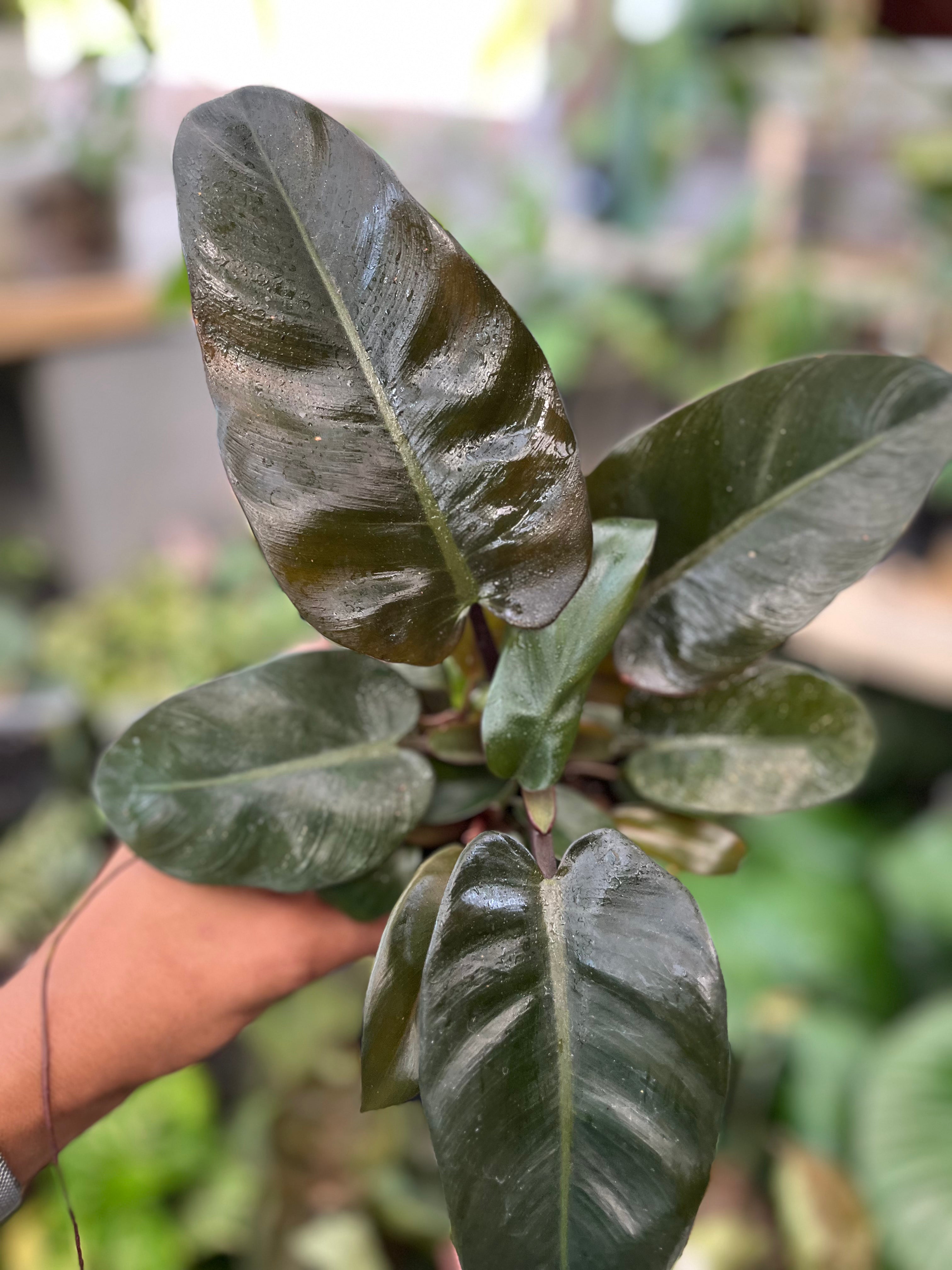 Philodendron Black Cardinal