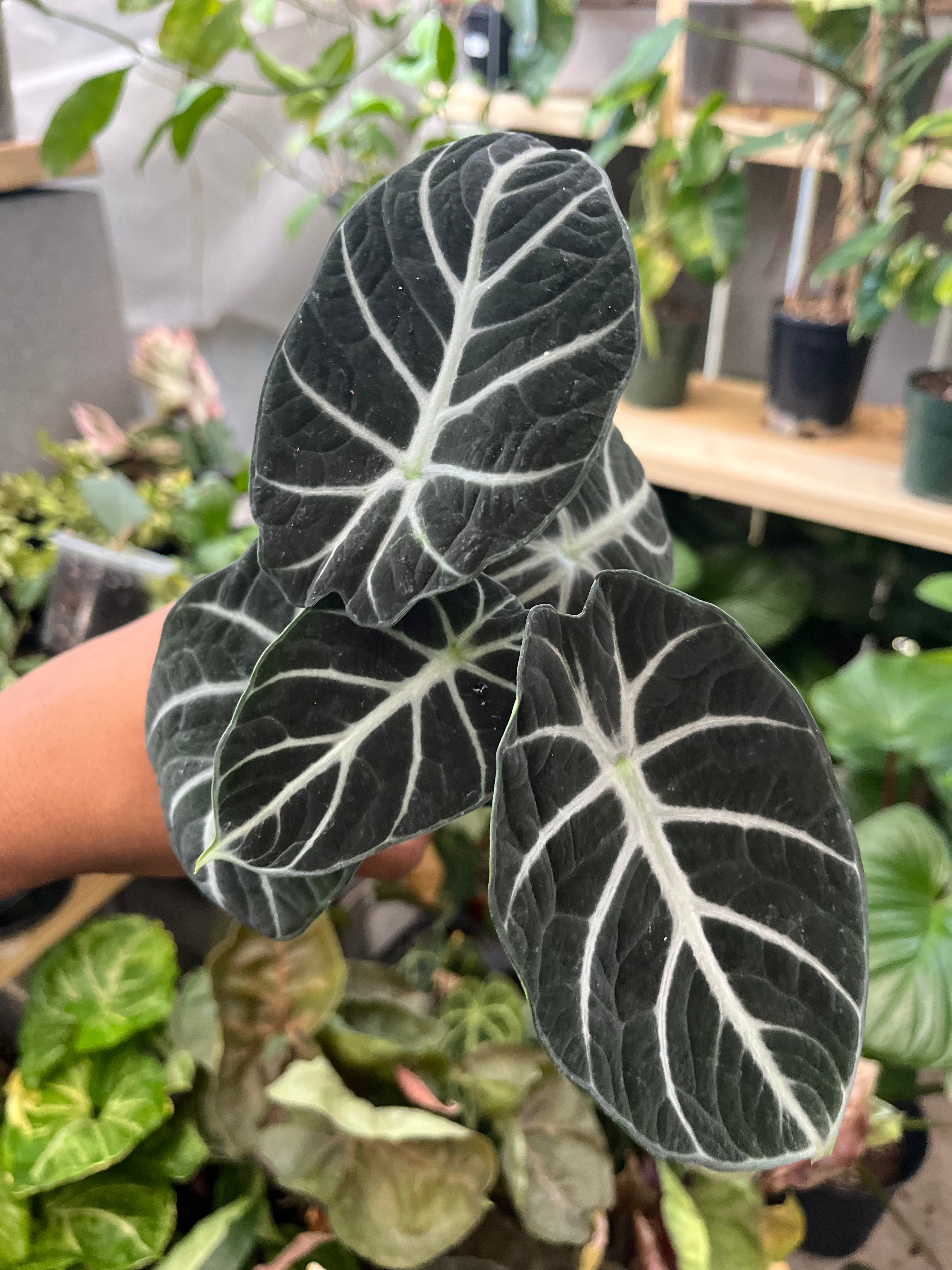 Alocasia Black Ninja
