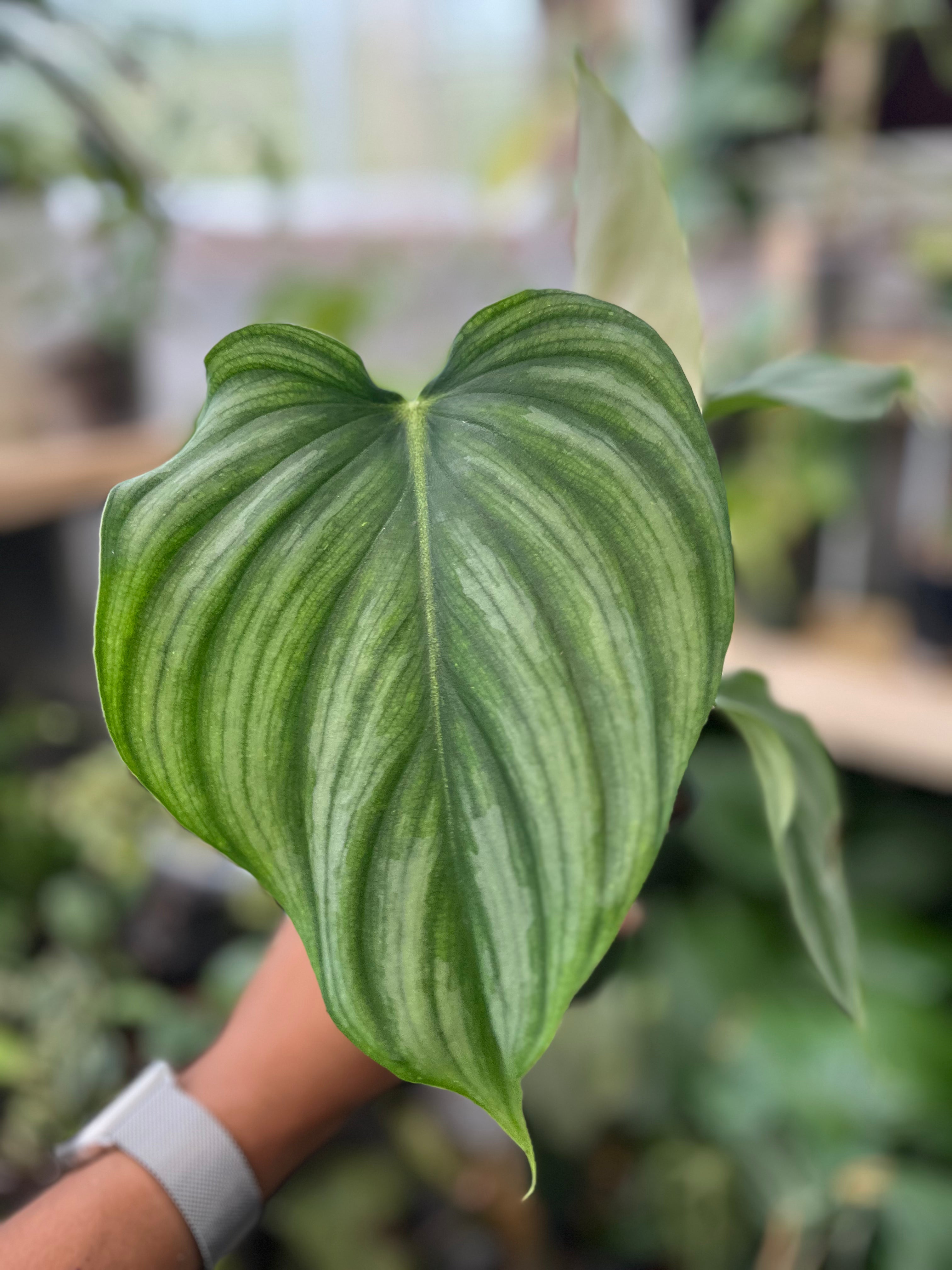 Philodendron Pastazanum X Plowmanii
