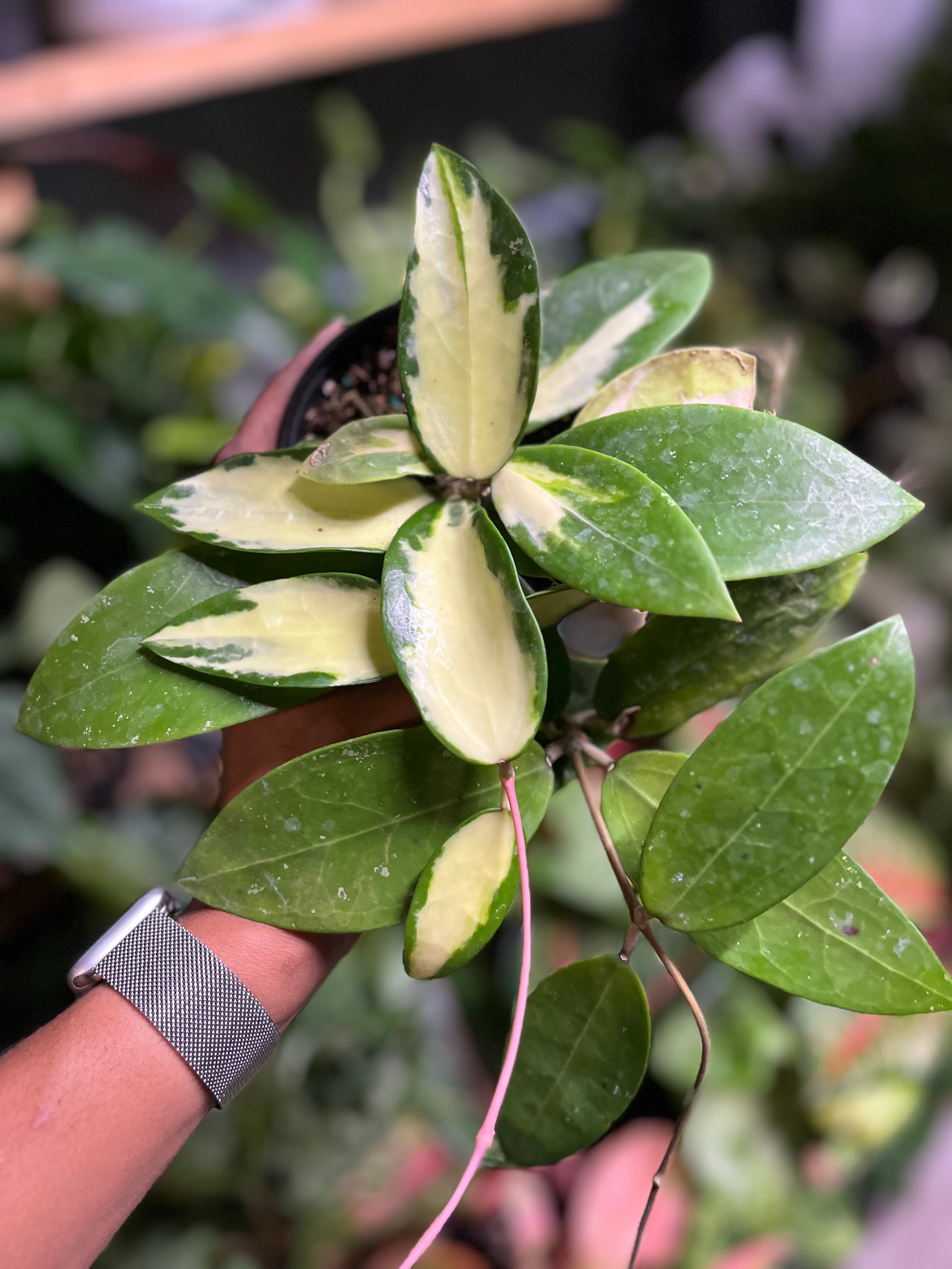 Hoya Acuta Variegated