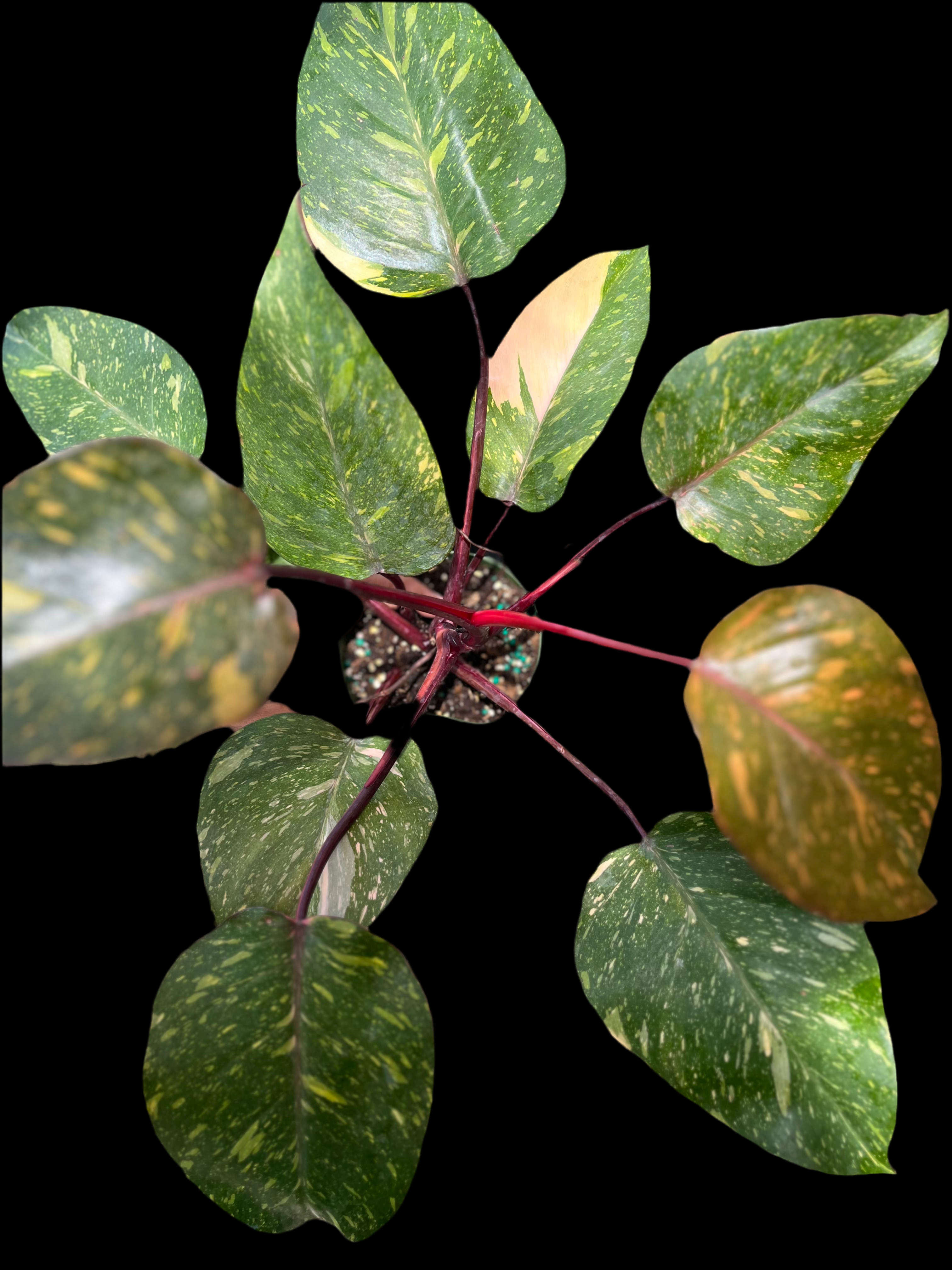 Top 10 Must-Have Plants for Your Indoor Jungle