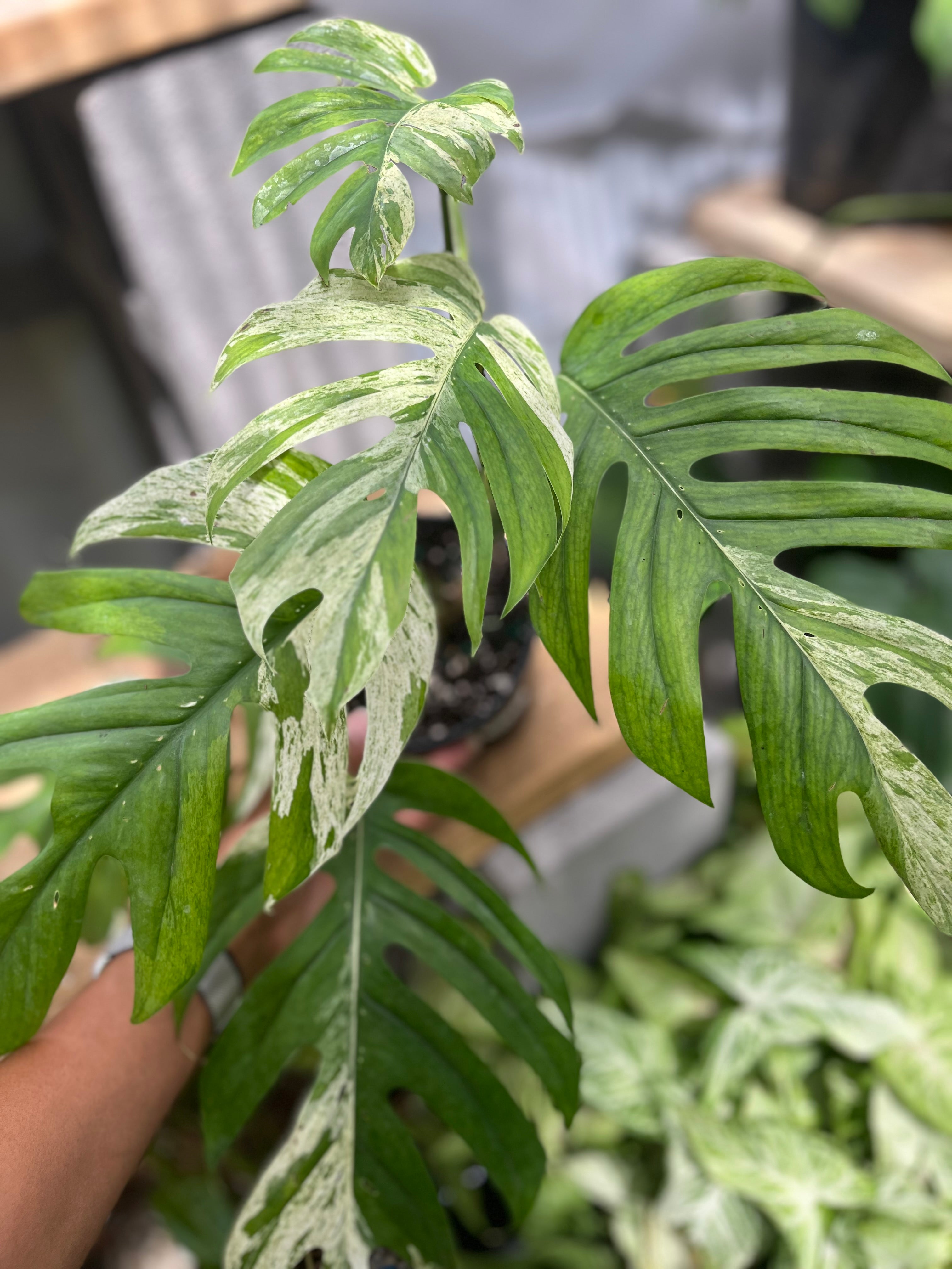 Preorder, Back-in-Stock & Plant Bundles: How to Get the Plants You Love