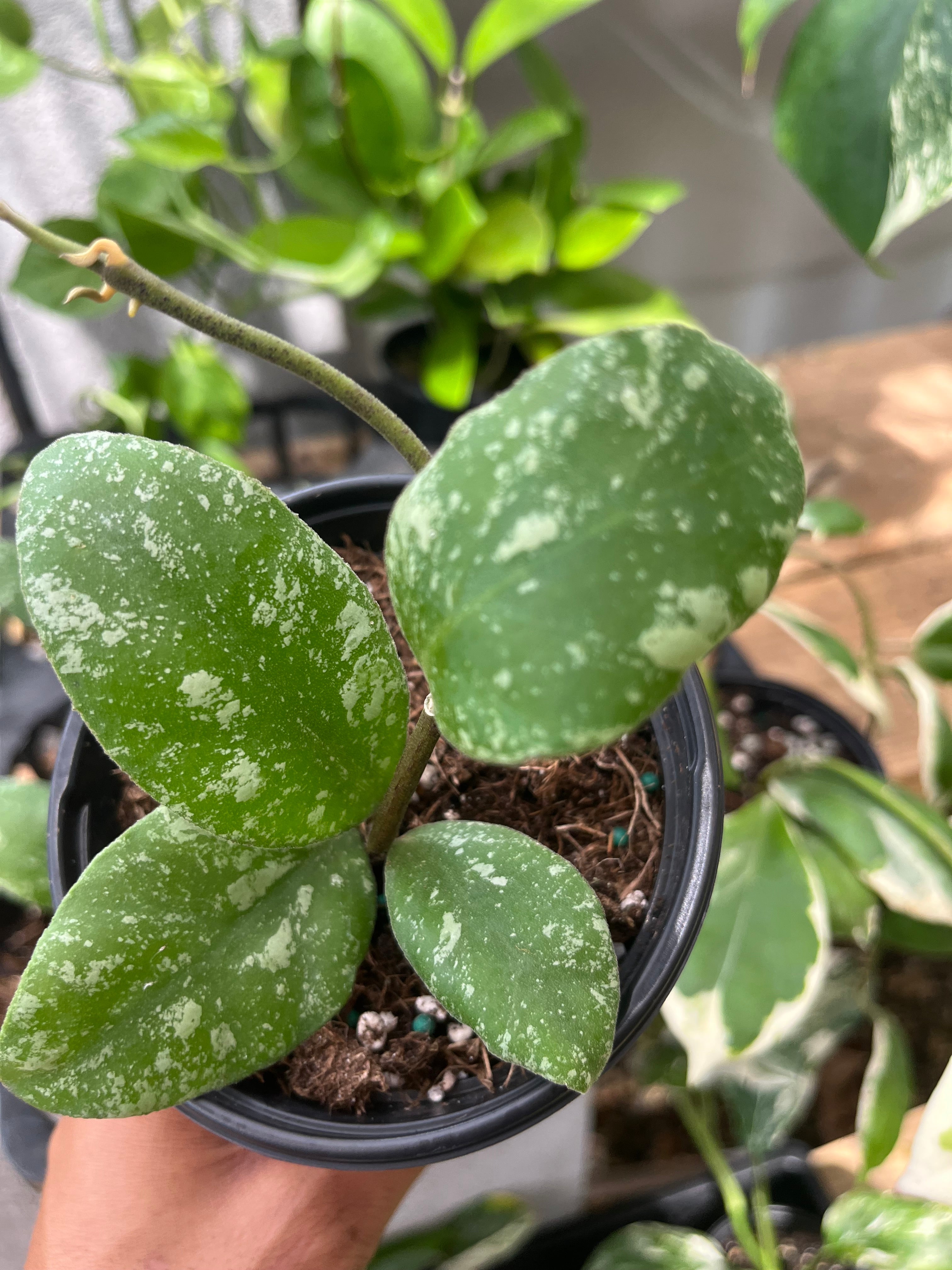 VIP Perks: Why Joining Plantasmic Society is Worth It