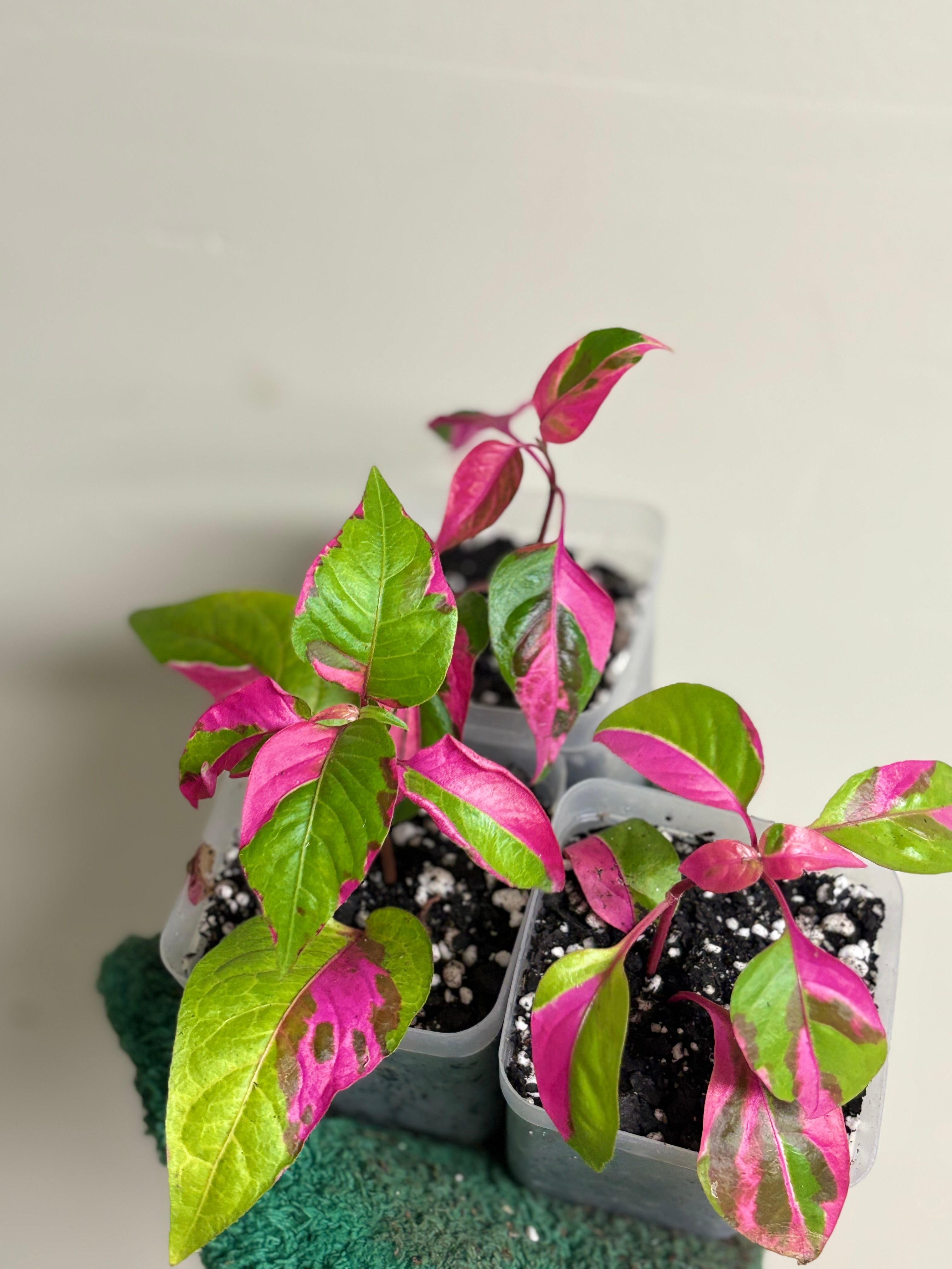 Alternanthera Party Time