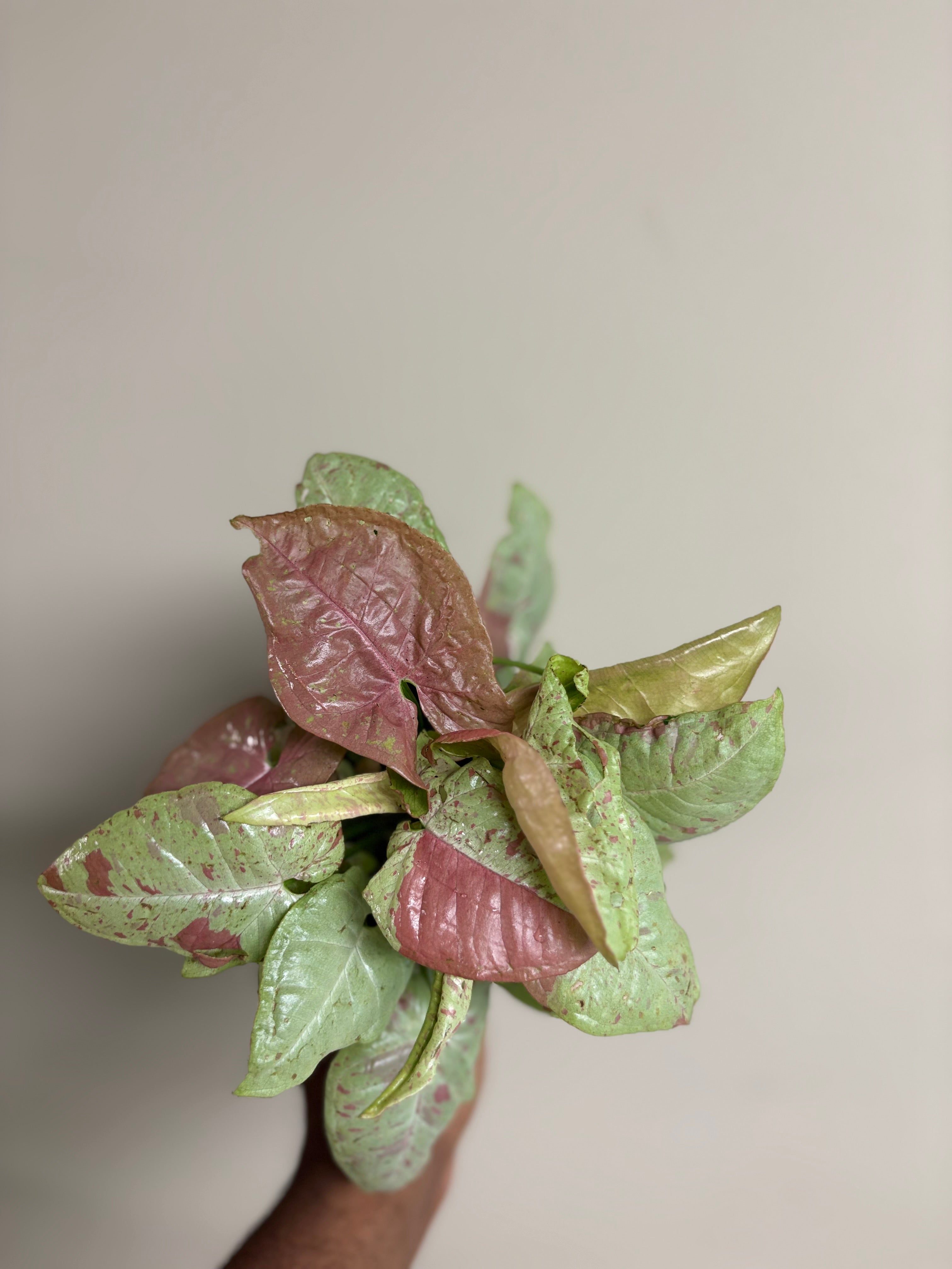 Syngonium Milk Confetti 4 in