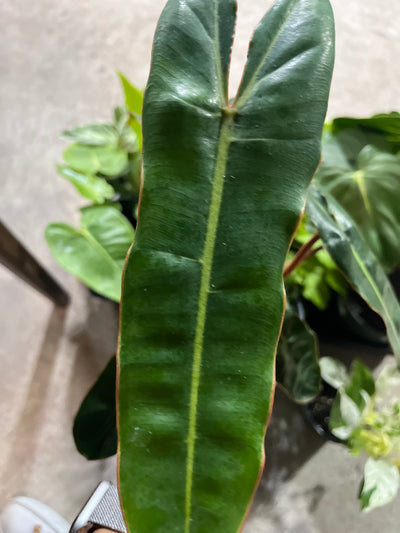 Philodendron Billitae