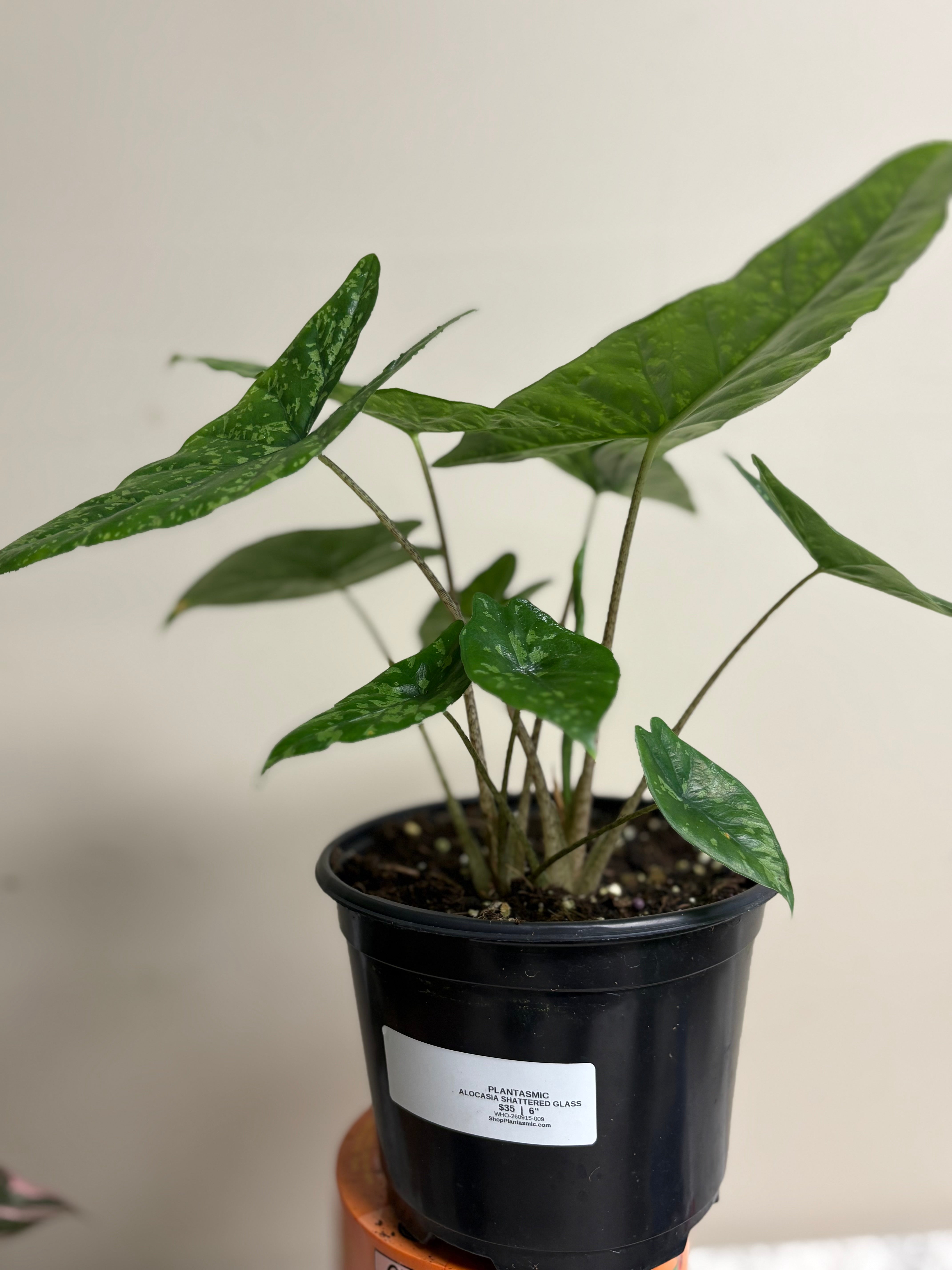 Alocasia Shattered Glass 6 in