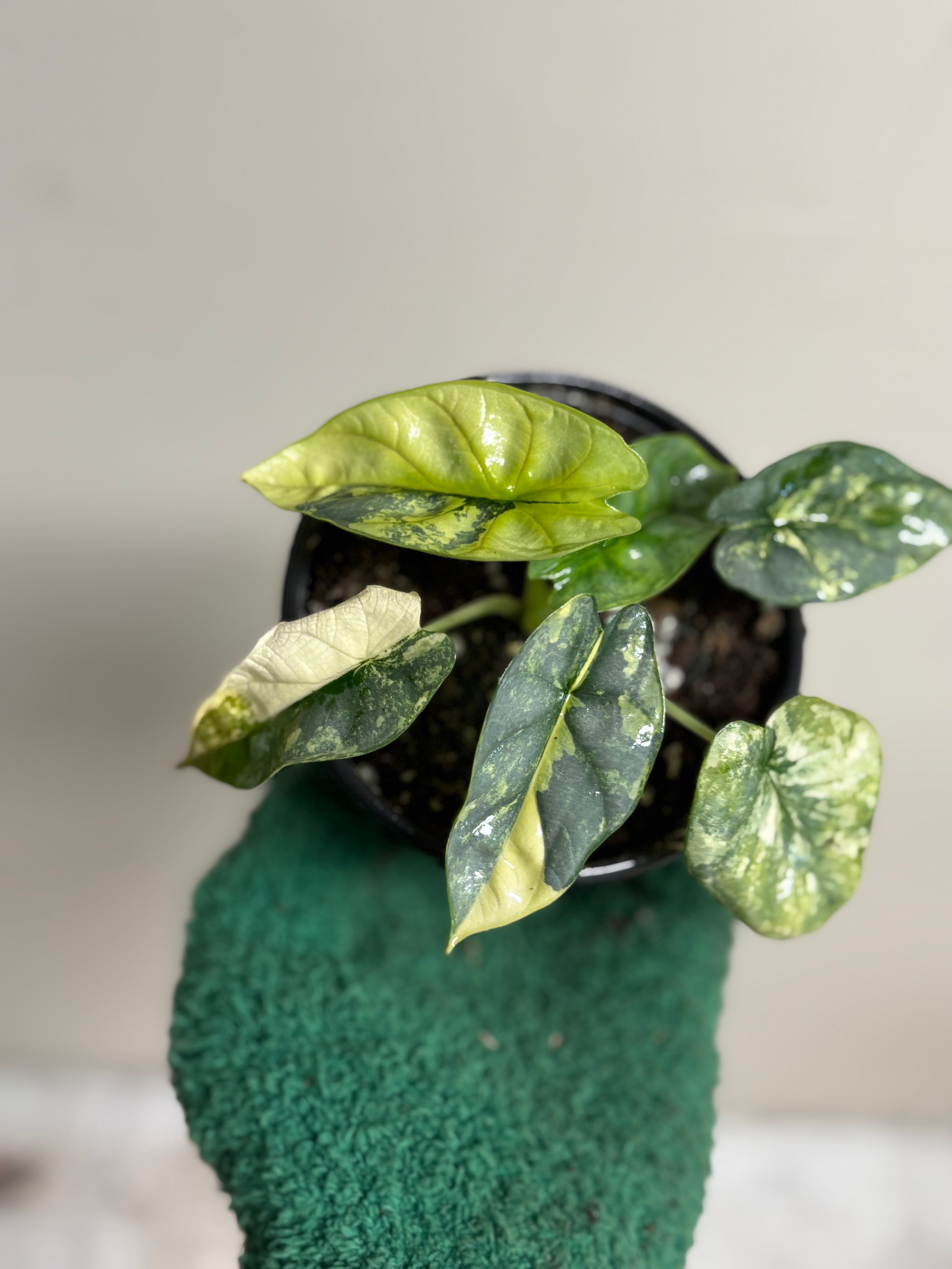 Alocasia Silver Dragon Variegated 4 in