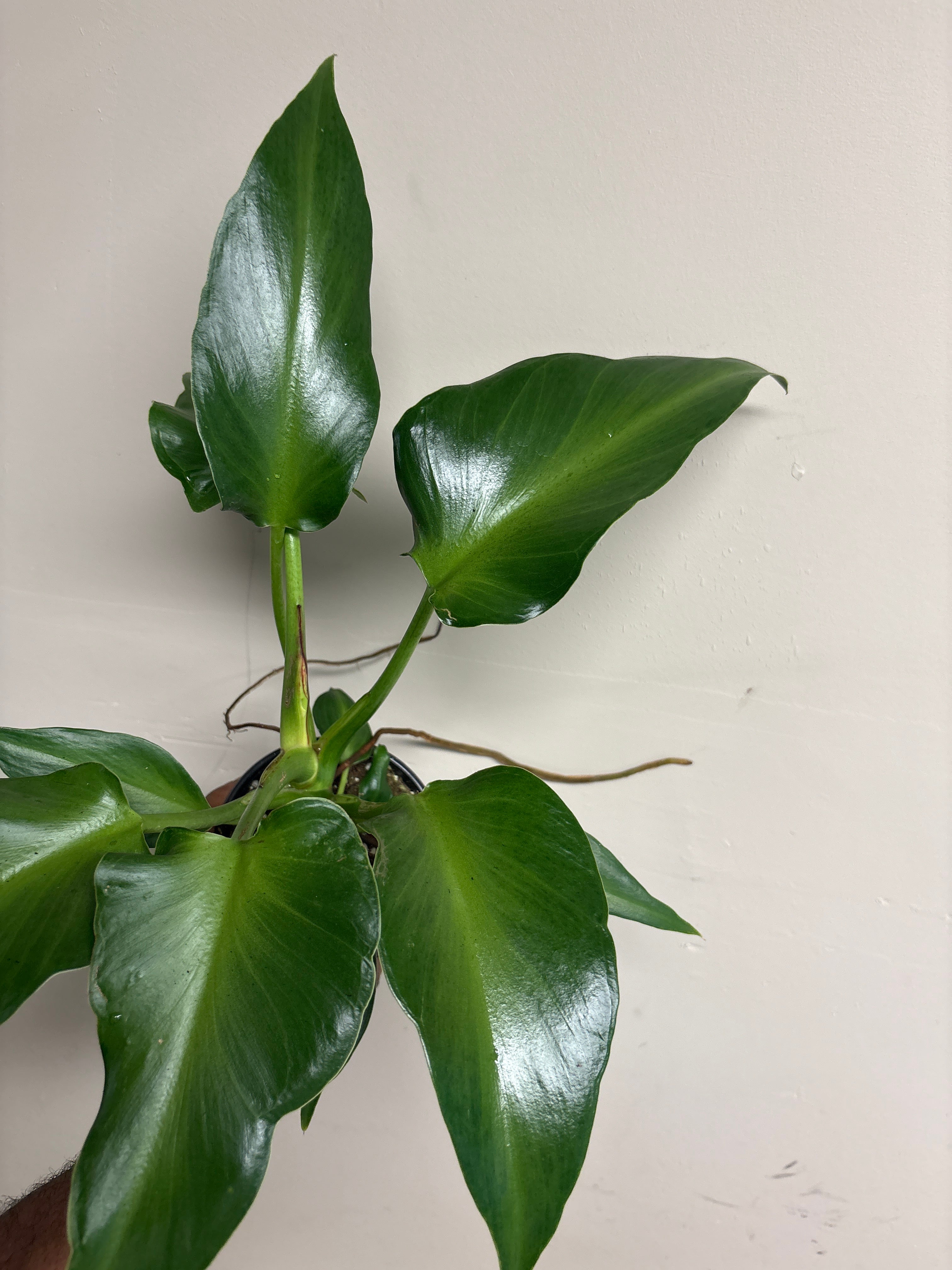 Philodendron Rugosum 4 in