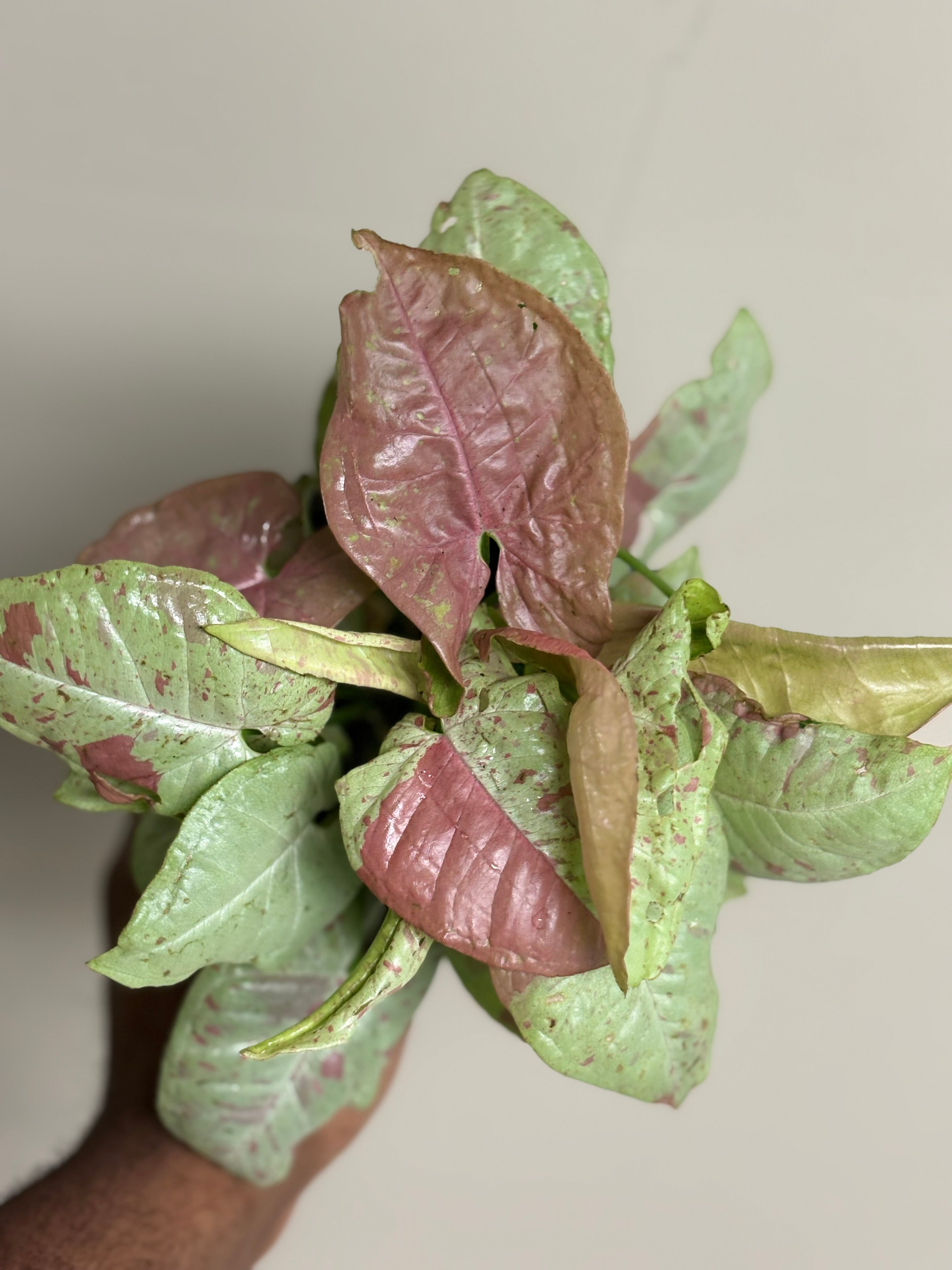 Syngonium Milk Confetti 4 in