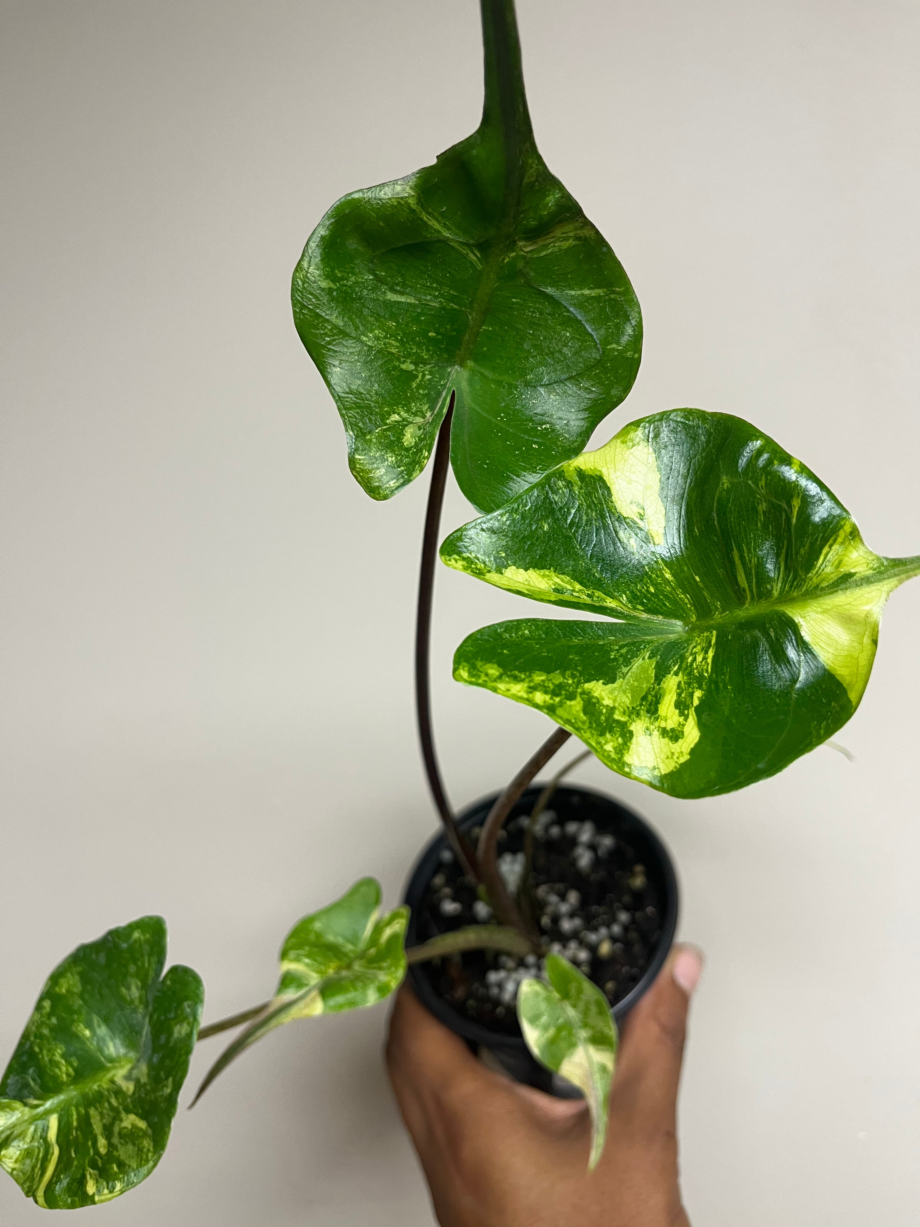 Alocasia Stingray Variegated 4 in