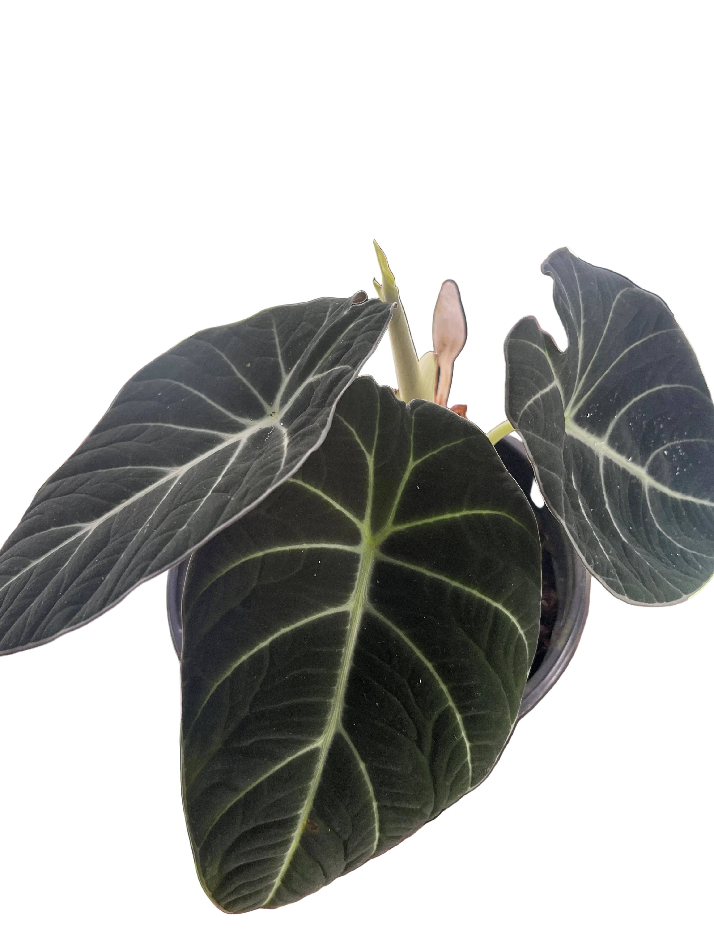 Alocasia Black Velvet 6 in