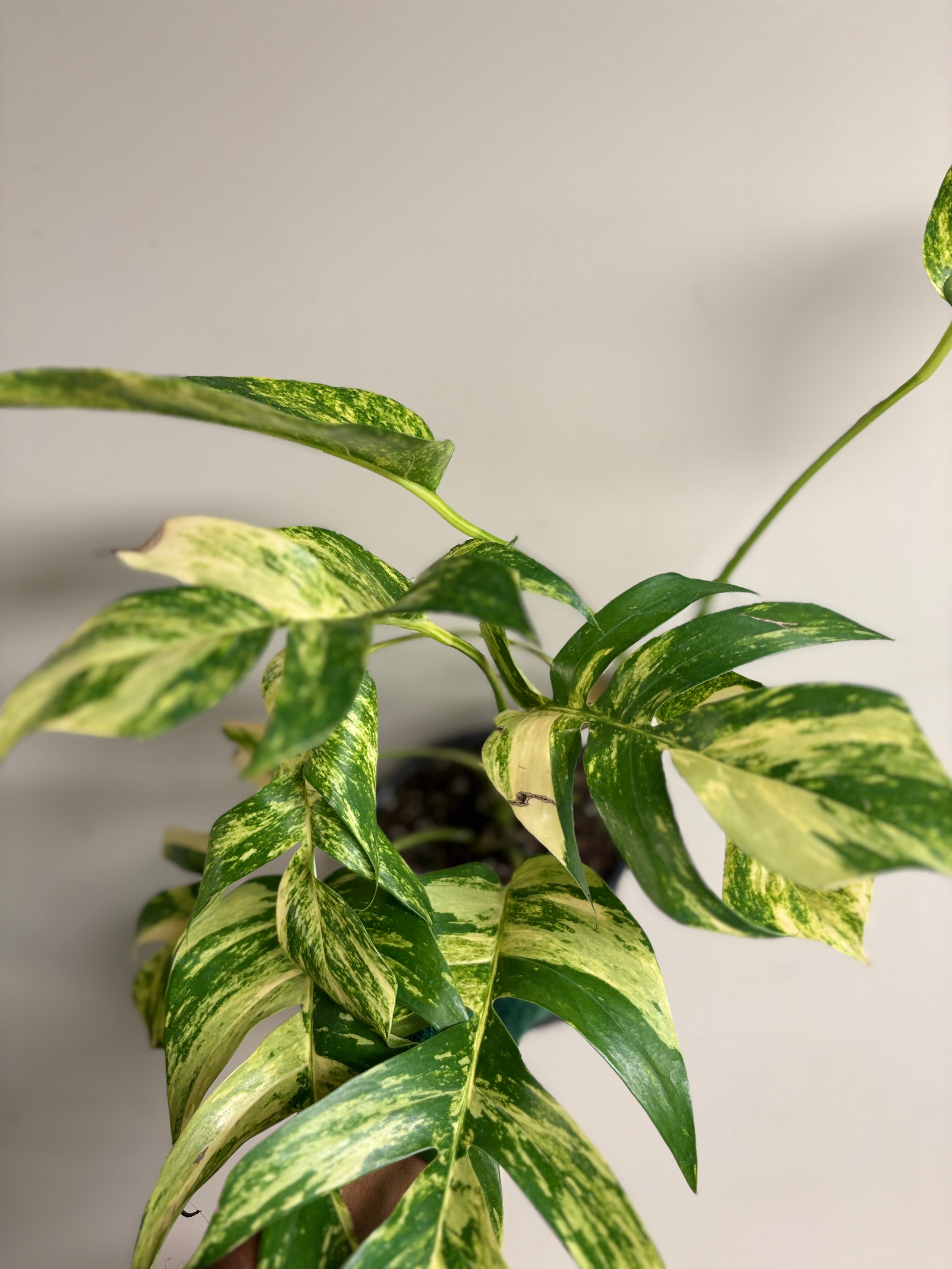 Epipremnum Golden Flame 6 in