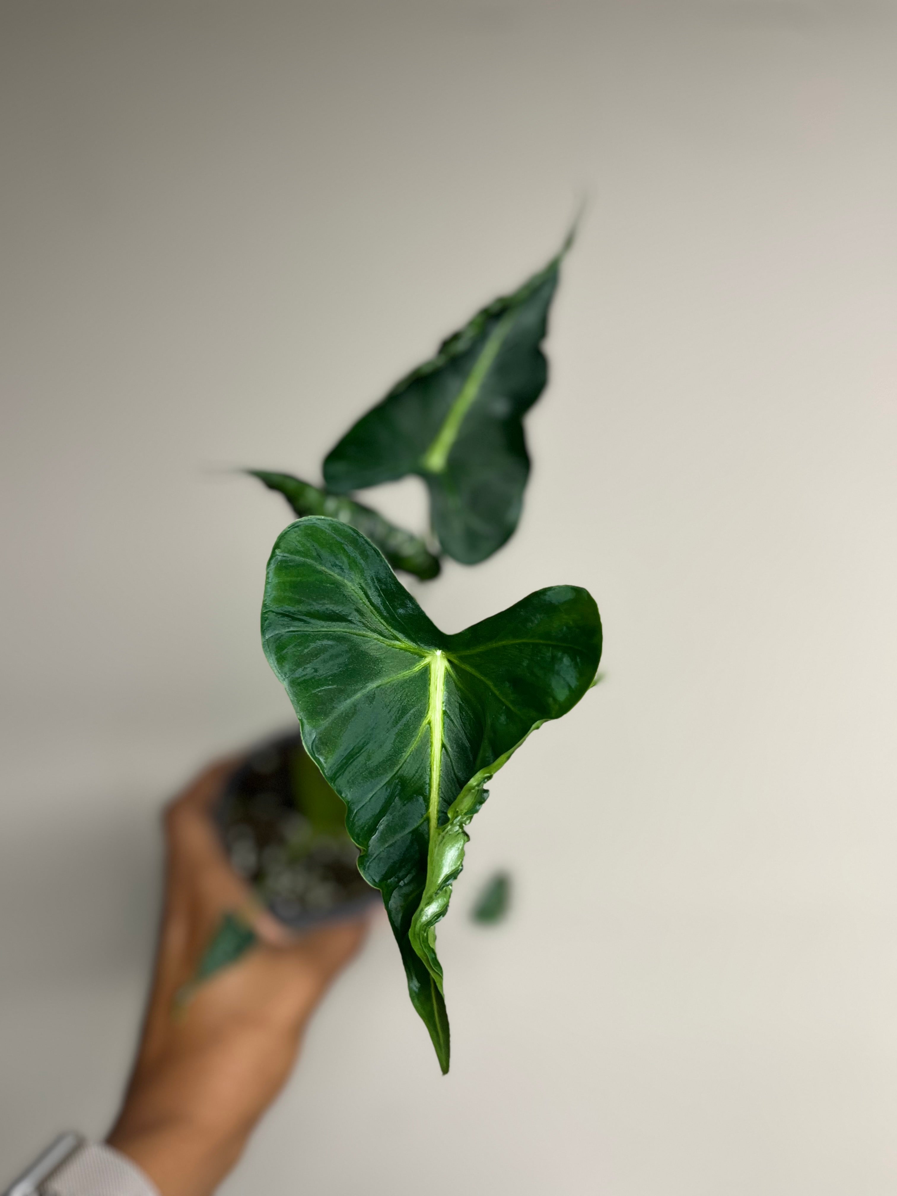 Alocasia Frydek Tattoo 4 in