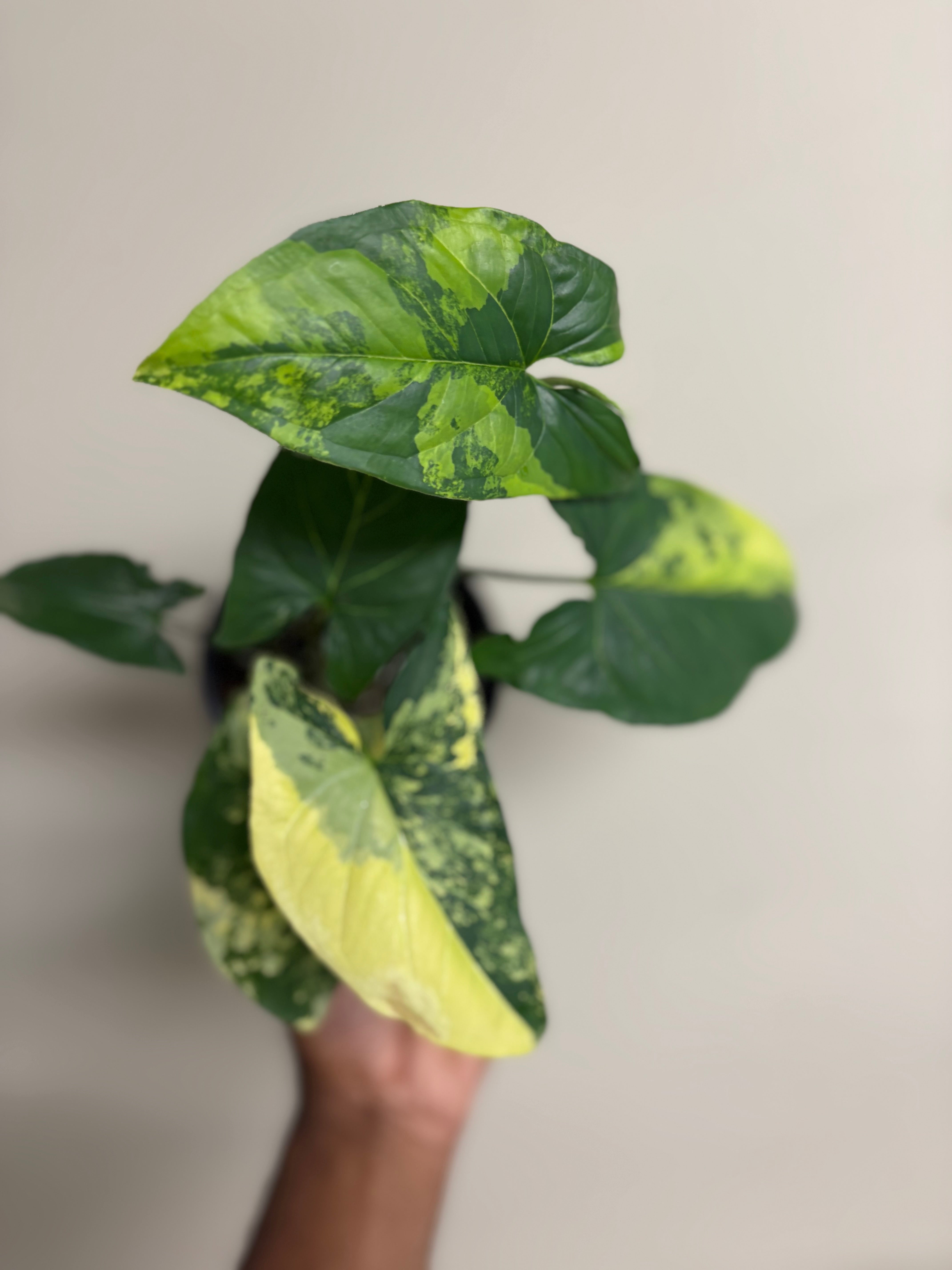 Syngonium Aurea 4 in
