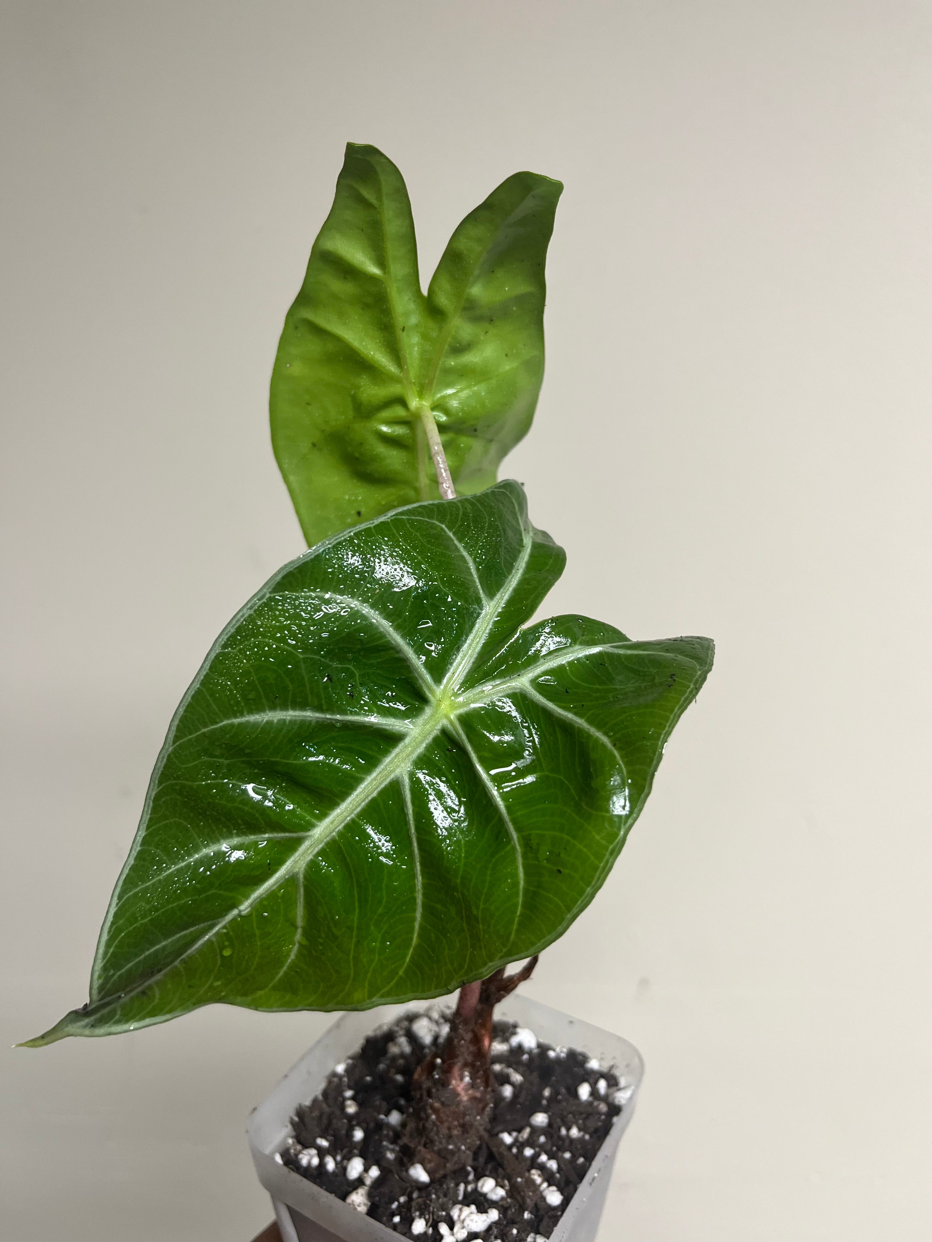 Alocasia Pink Princess 3 in