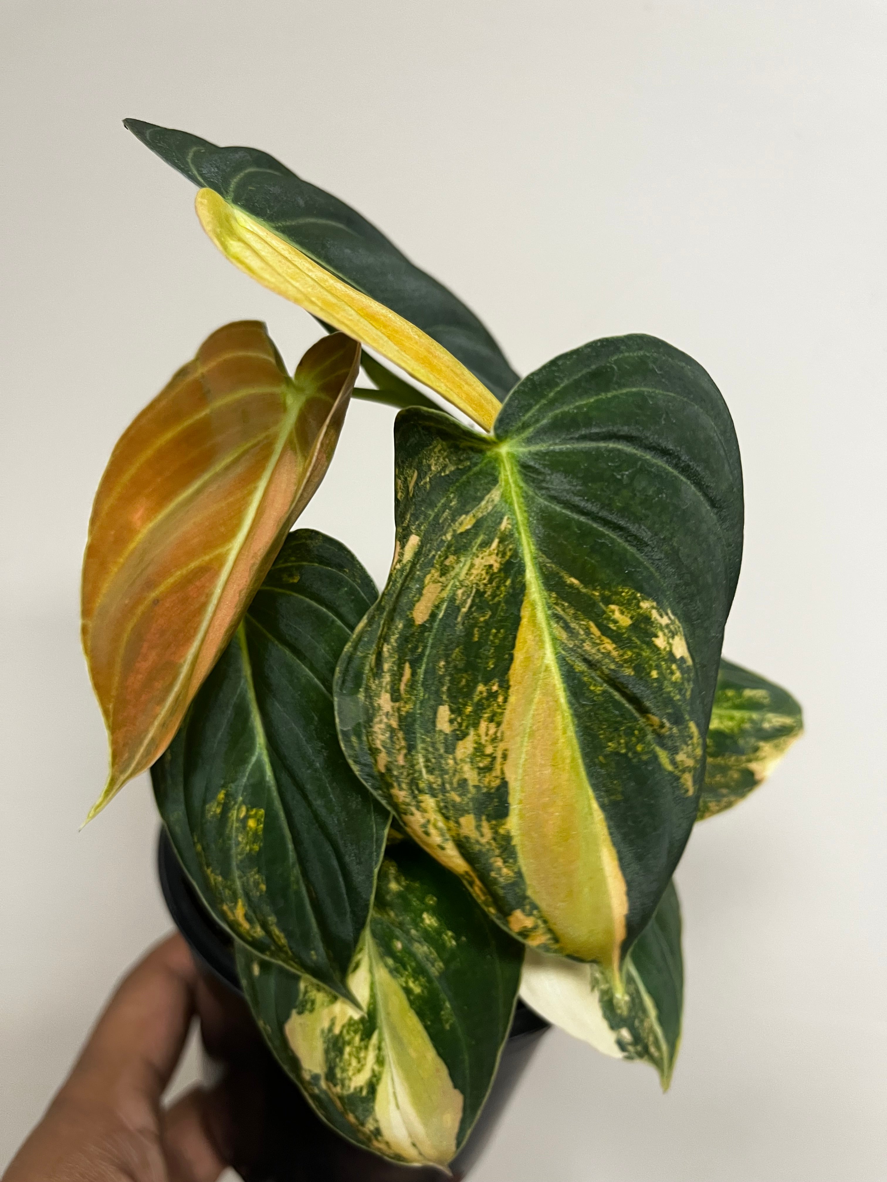 Philodendron Orange Melano 4 in