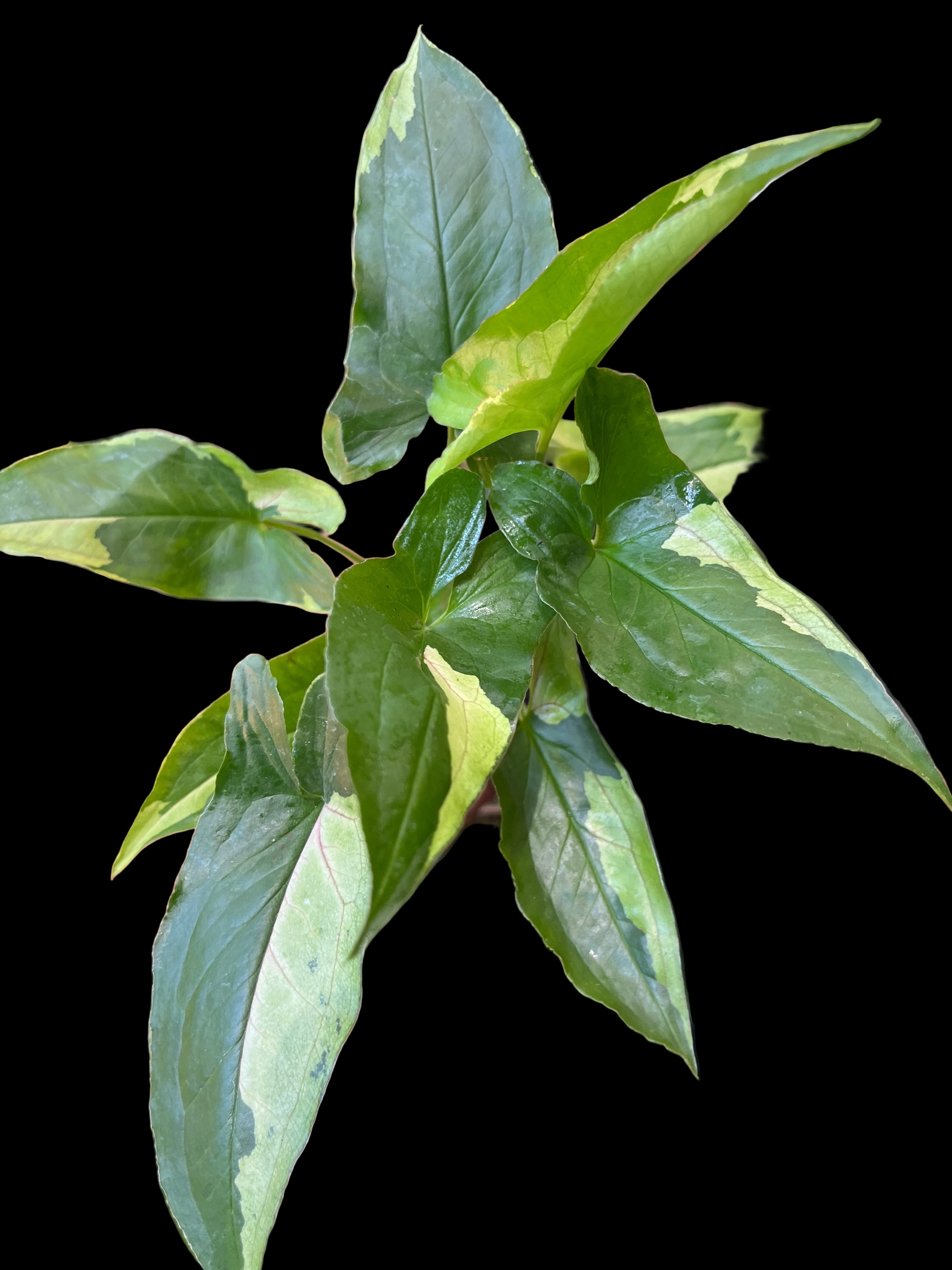 Syngonium Eclipse Variegated