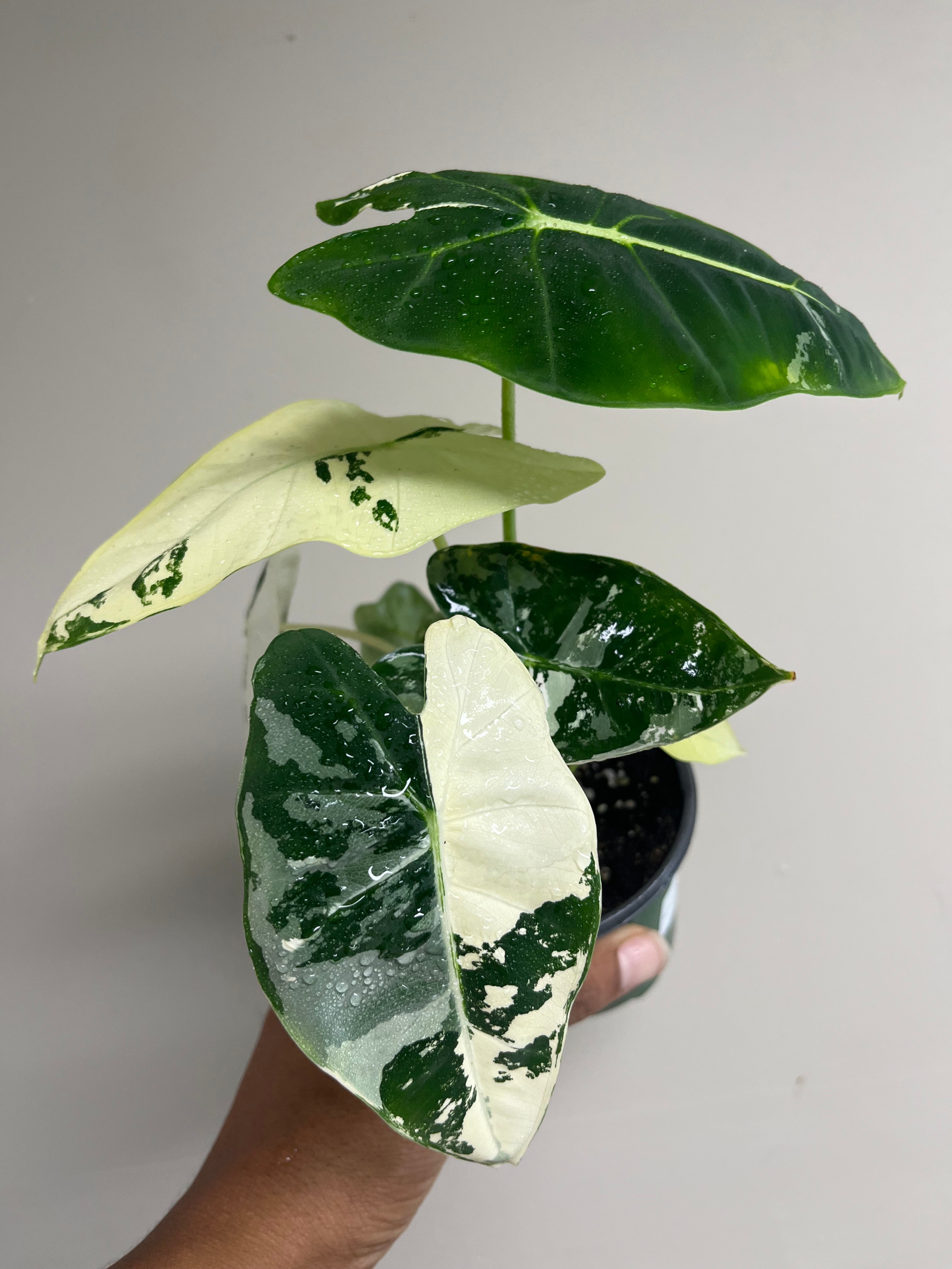 Alocasia Frydek Variegated 4 in