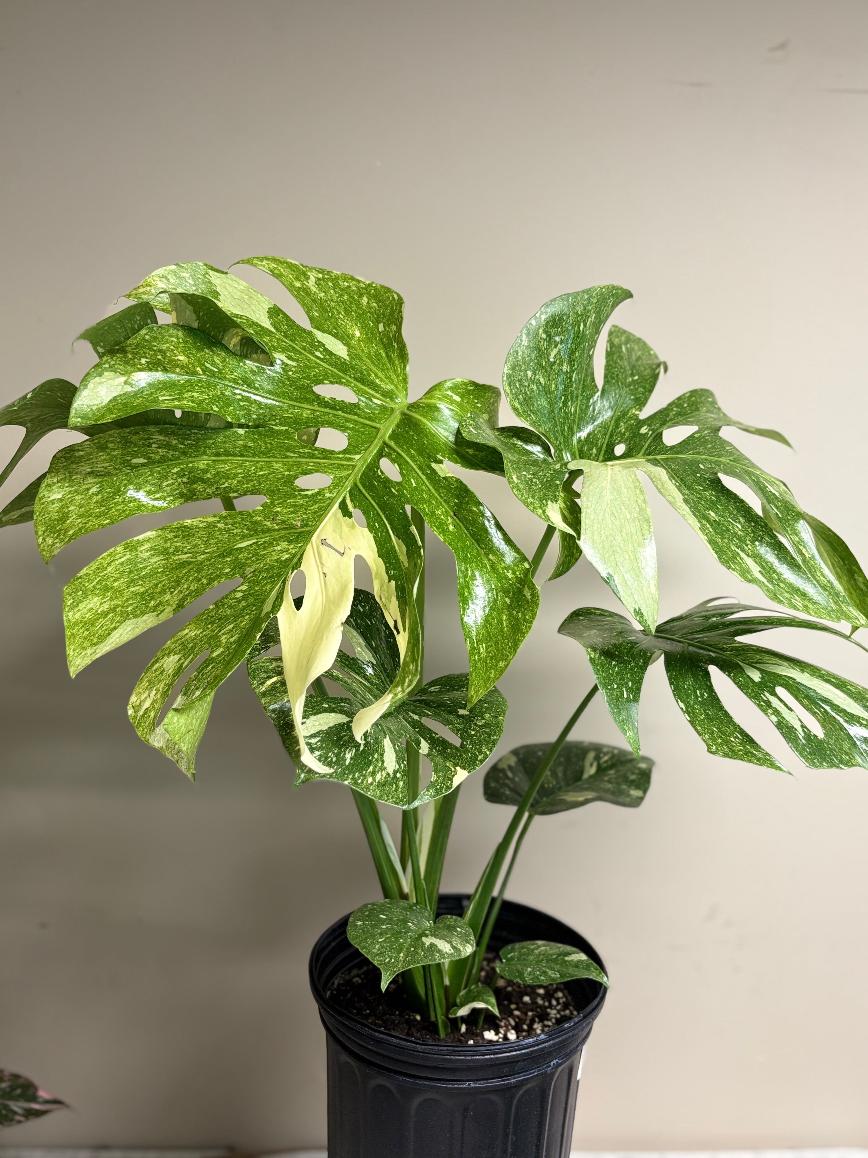 Monstera Green Snow 8 in