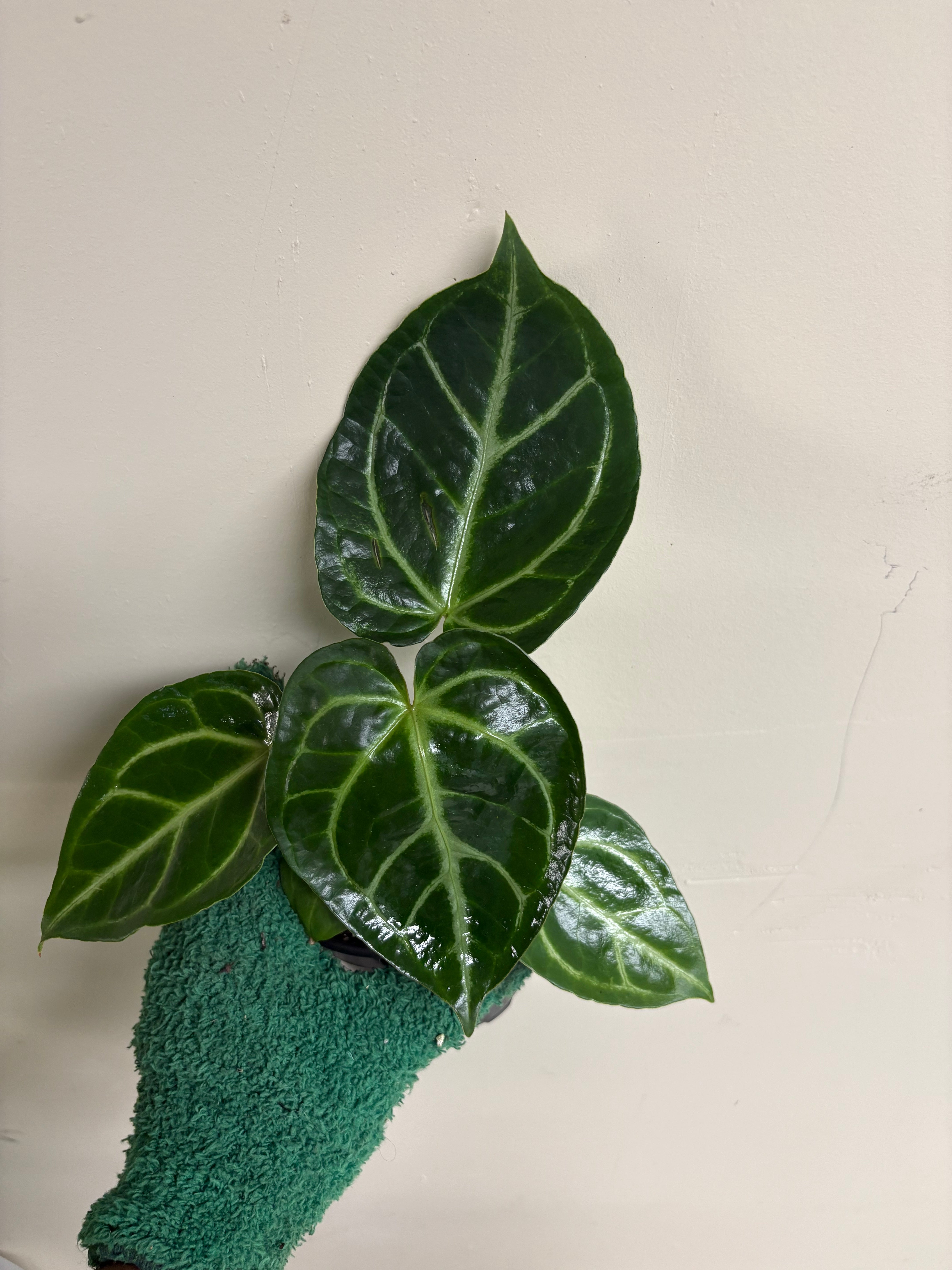 Anthurium SKG Silver x Red Crystallinum 4 in