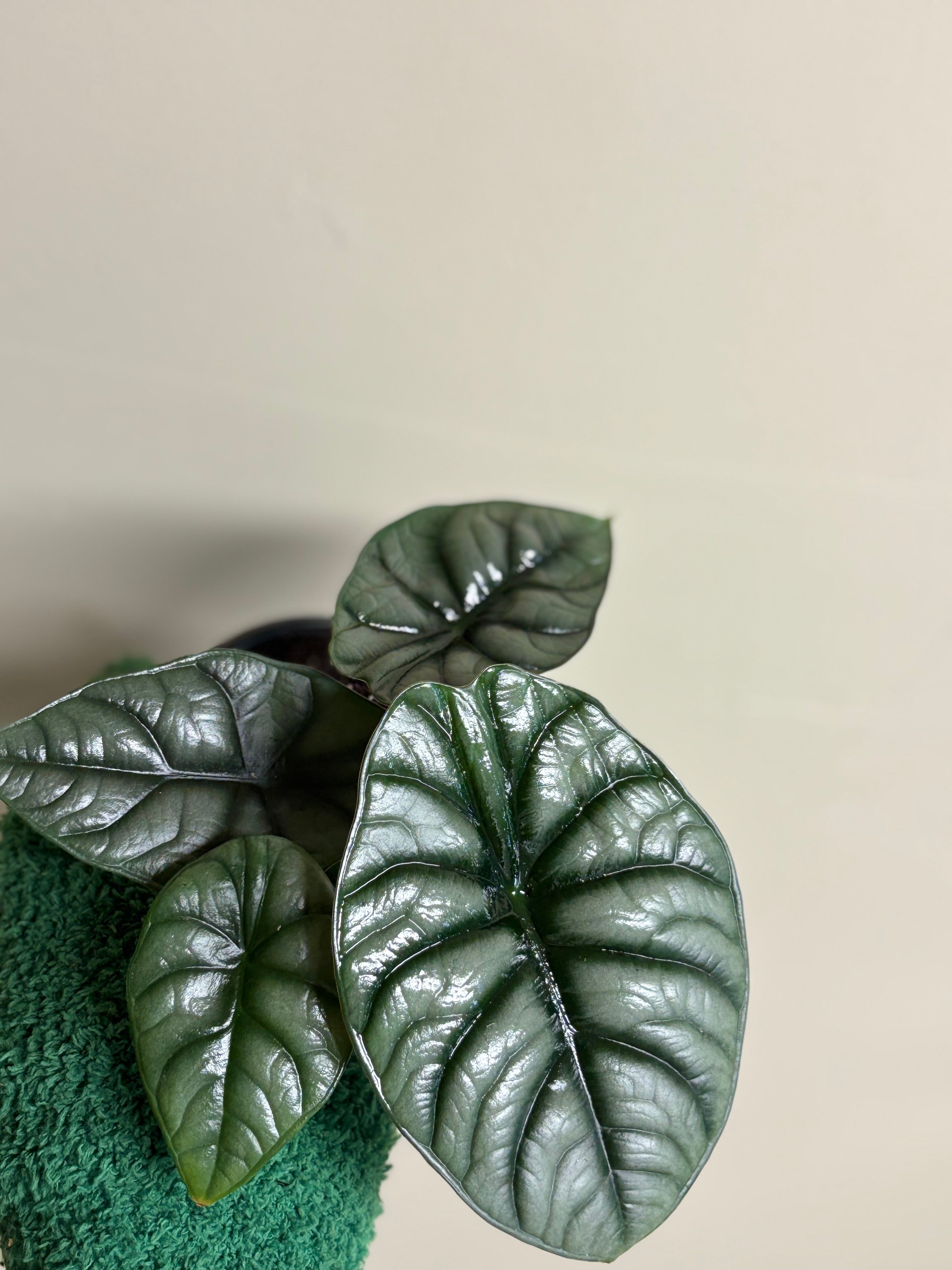 Alocasia White Dragon 4 in