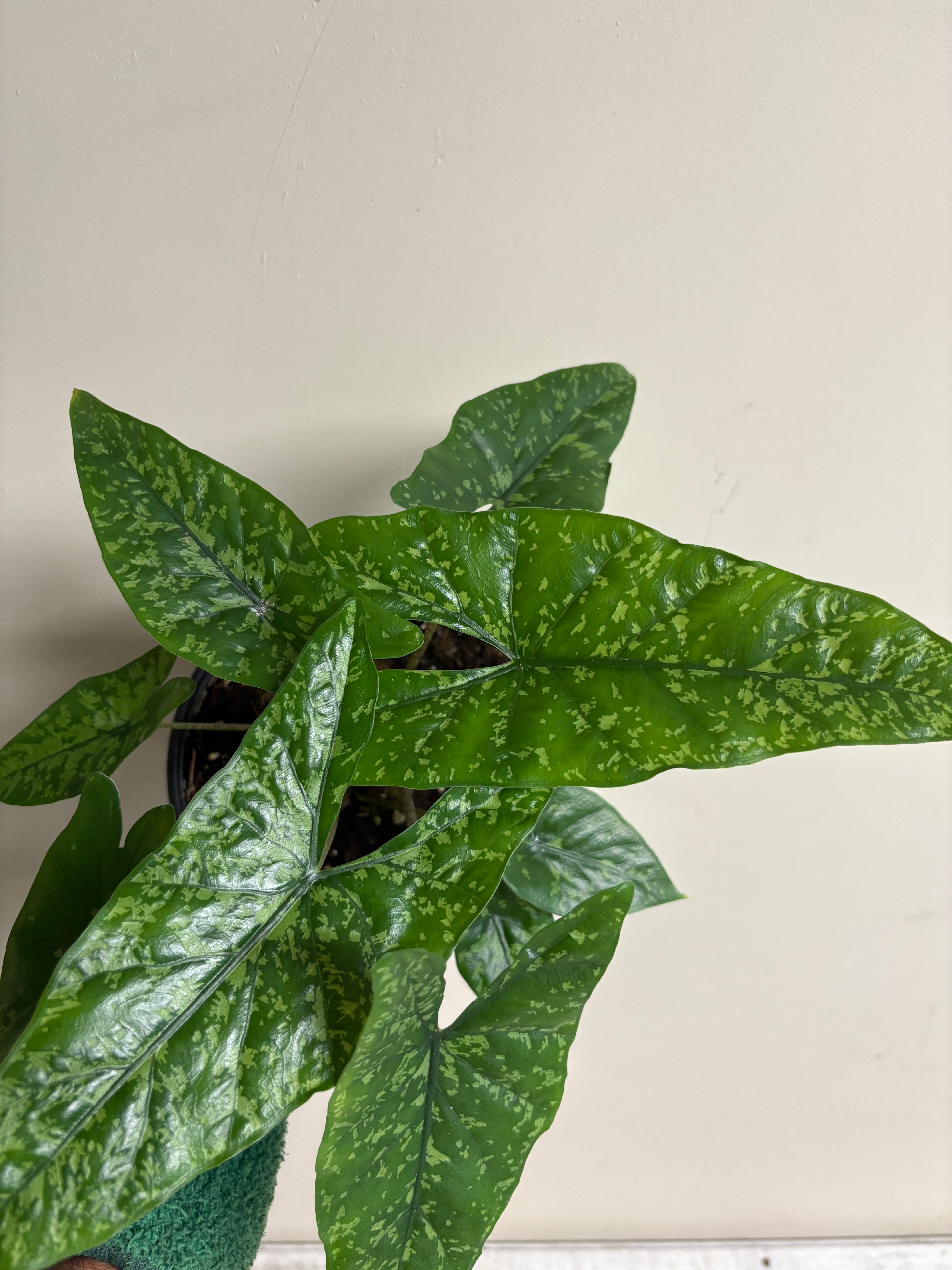 Alocasia Shattered Glass 6 in