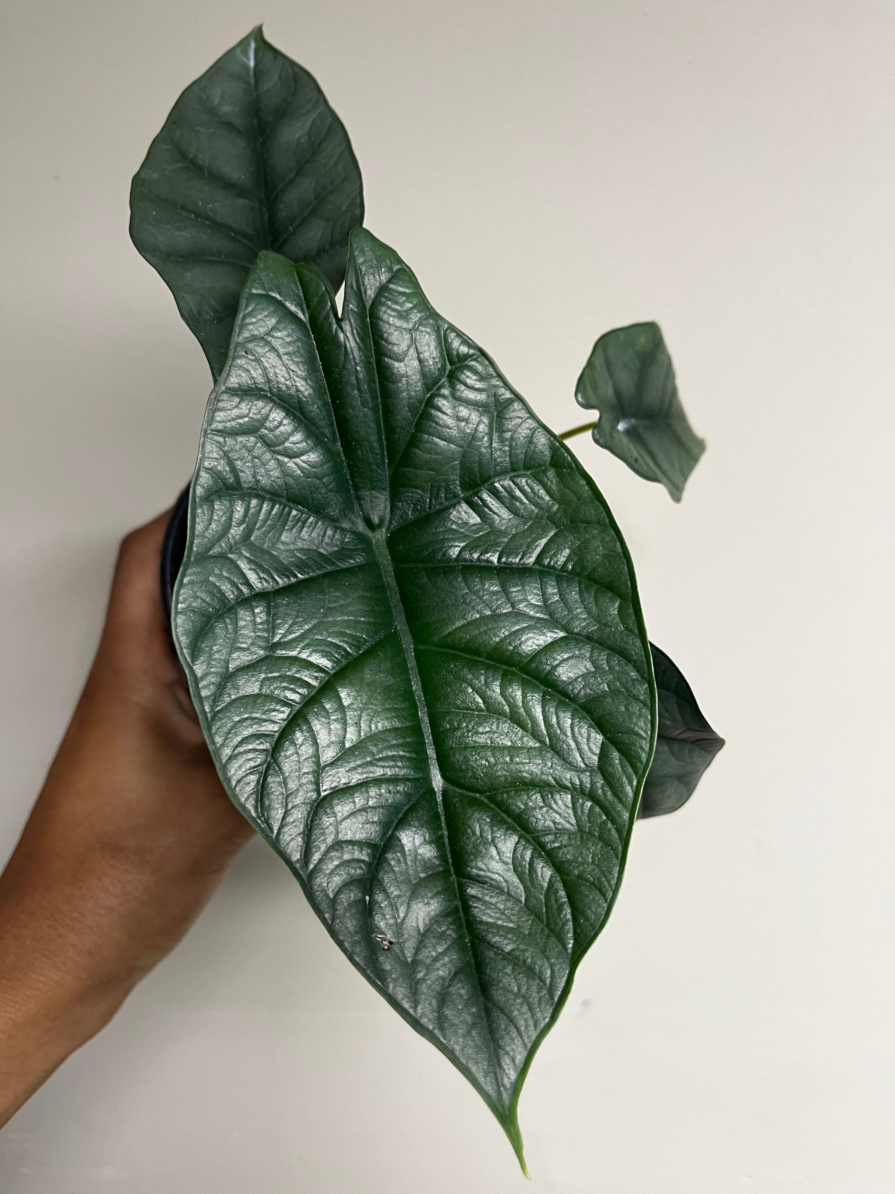 Alocasia Dragon Wing 4 in