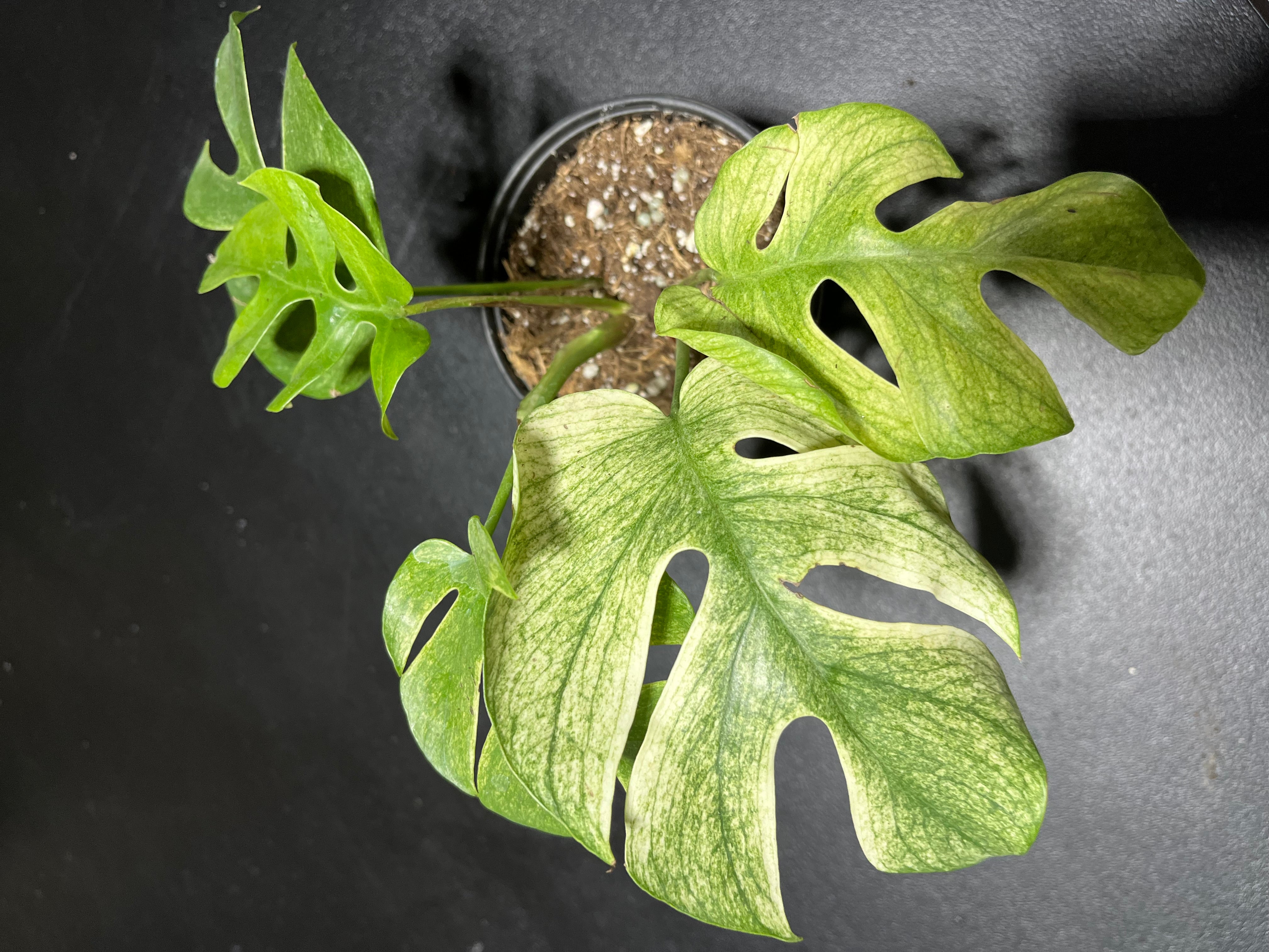 Raphidaphora Tetrasperma White Monster