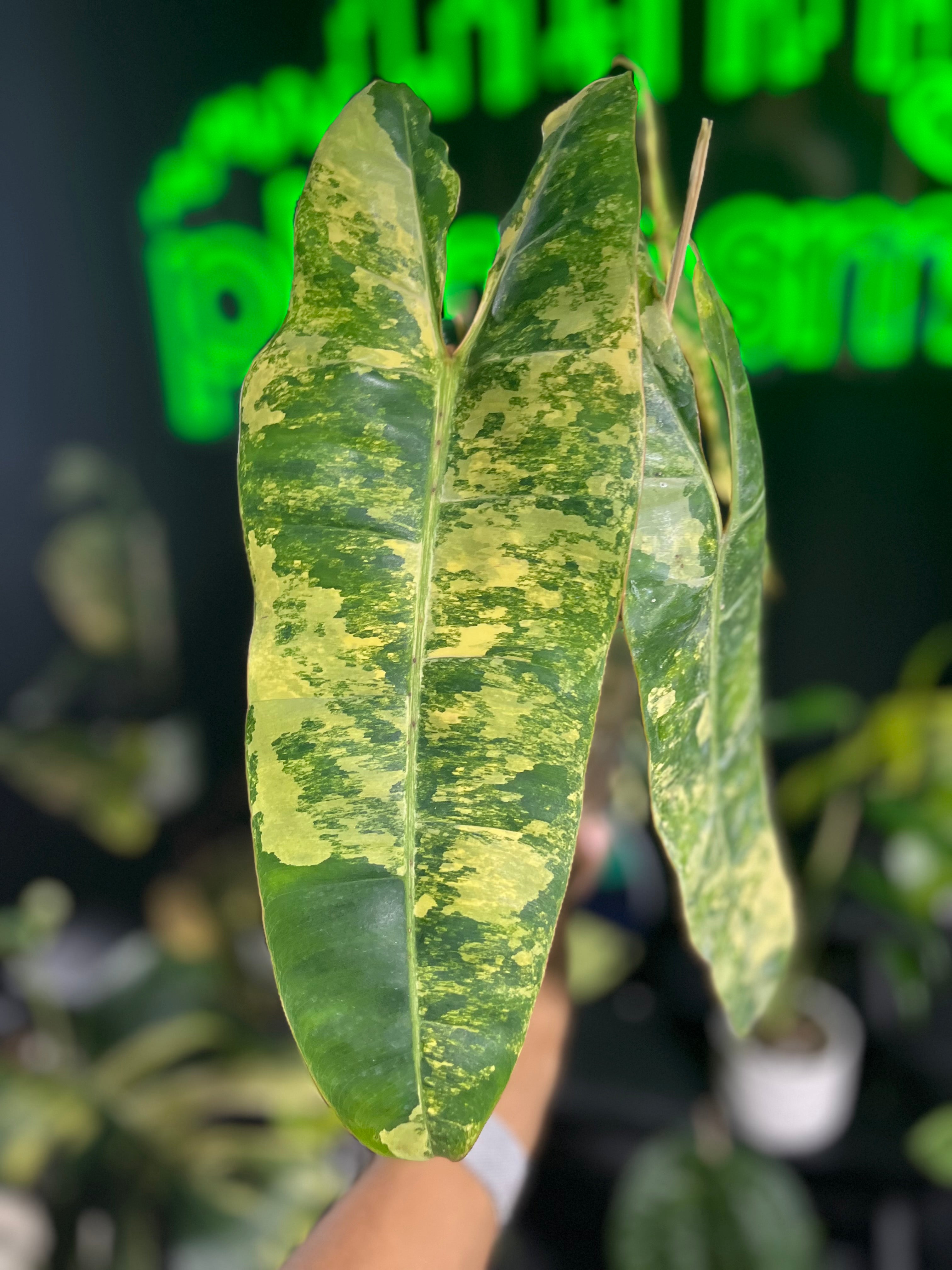 Philodendron Billietaie Variegated