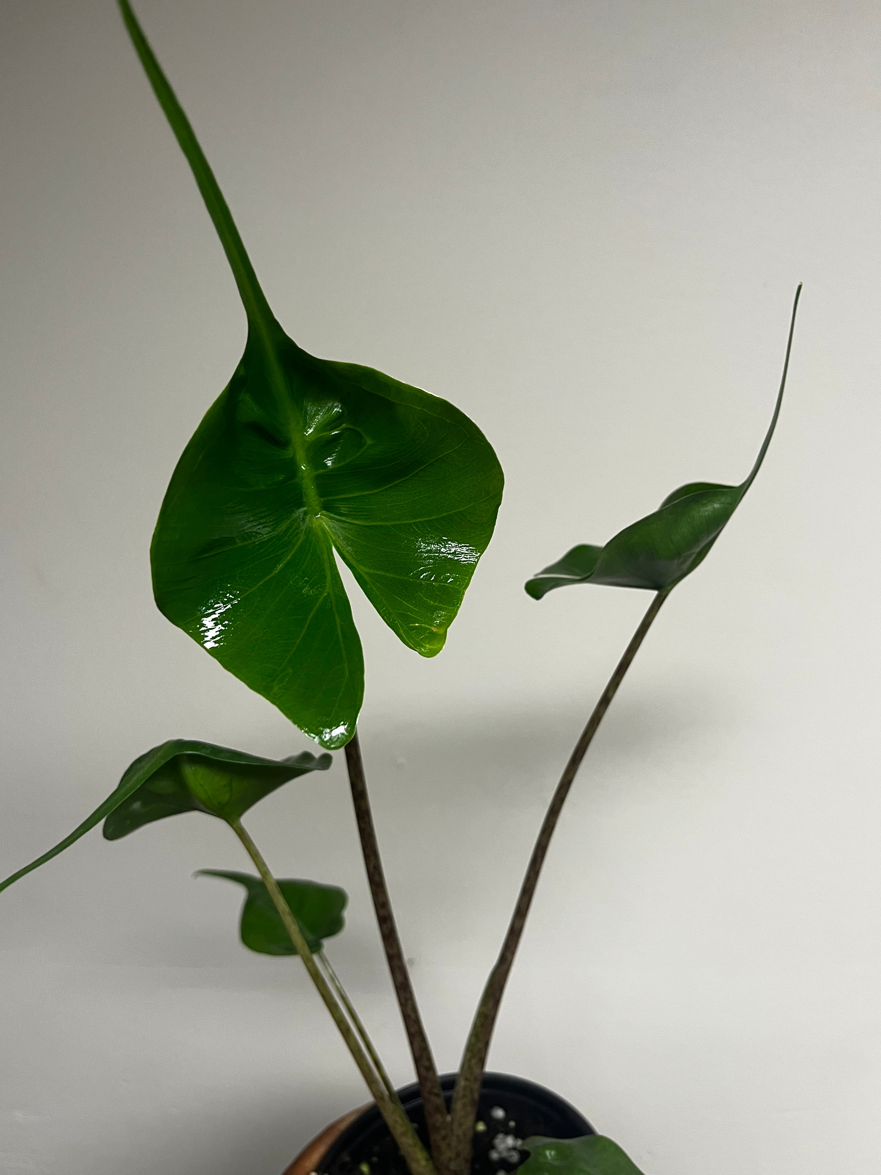 Alocasia Sting Ray 4 in