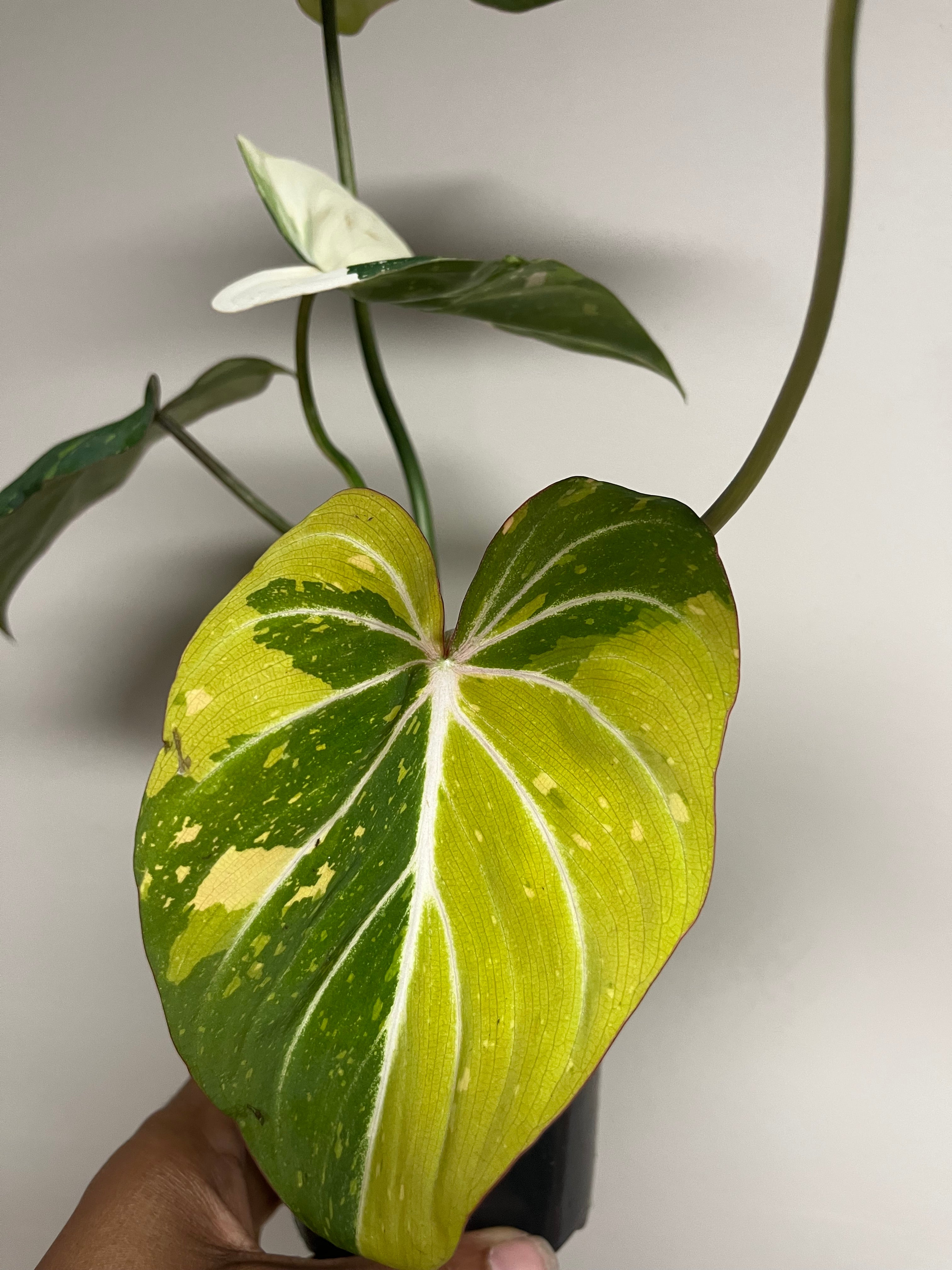 Philodendron Gloriosum Tricolor 4 in