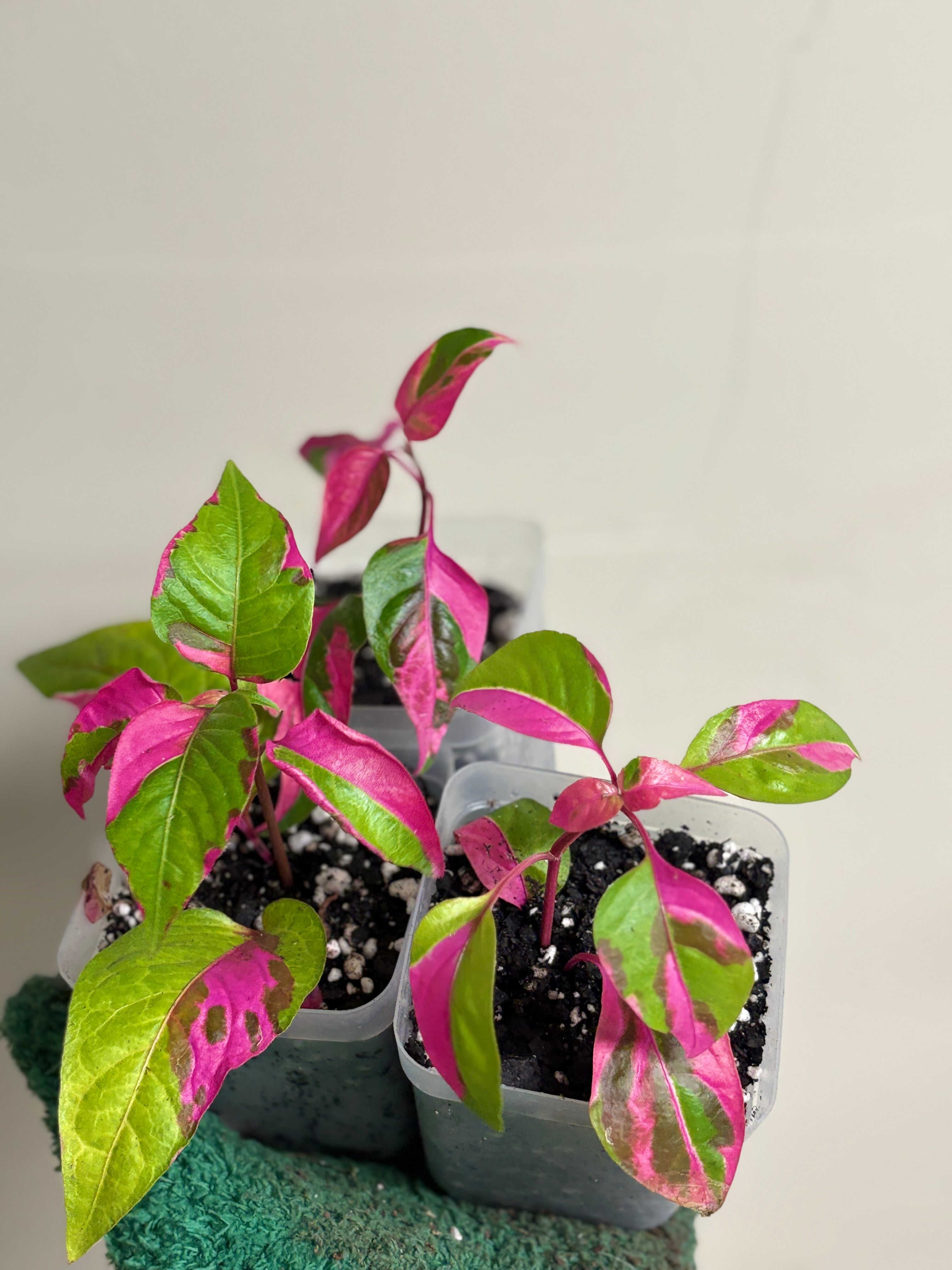 Alternanthera Party Time