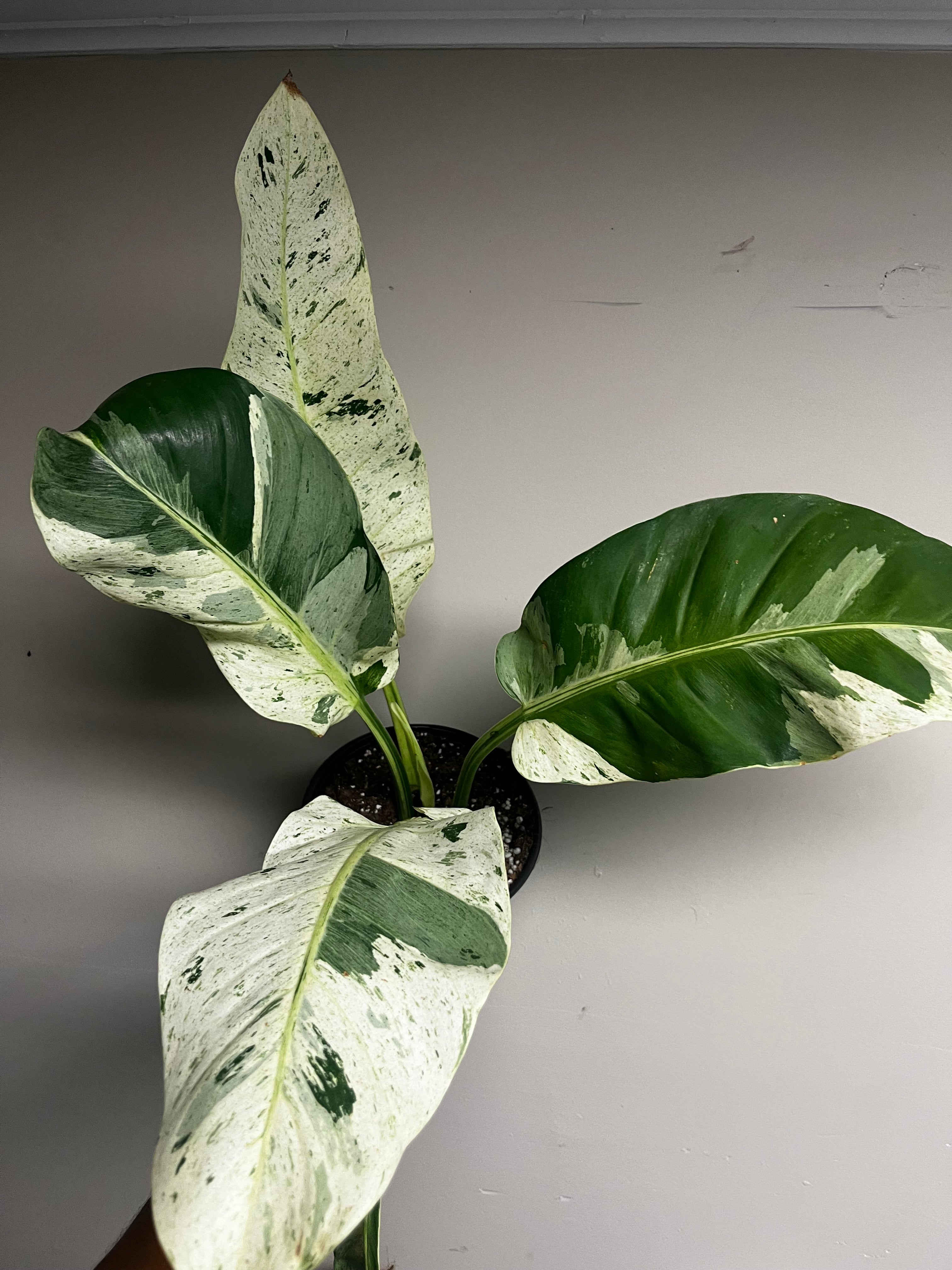 Philodendron Orlando 6 in