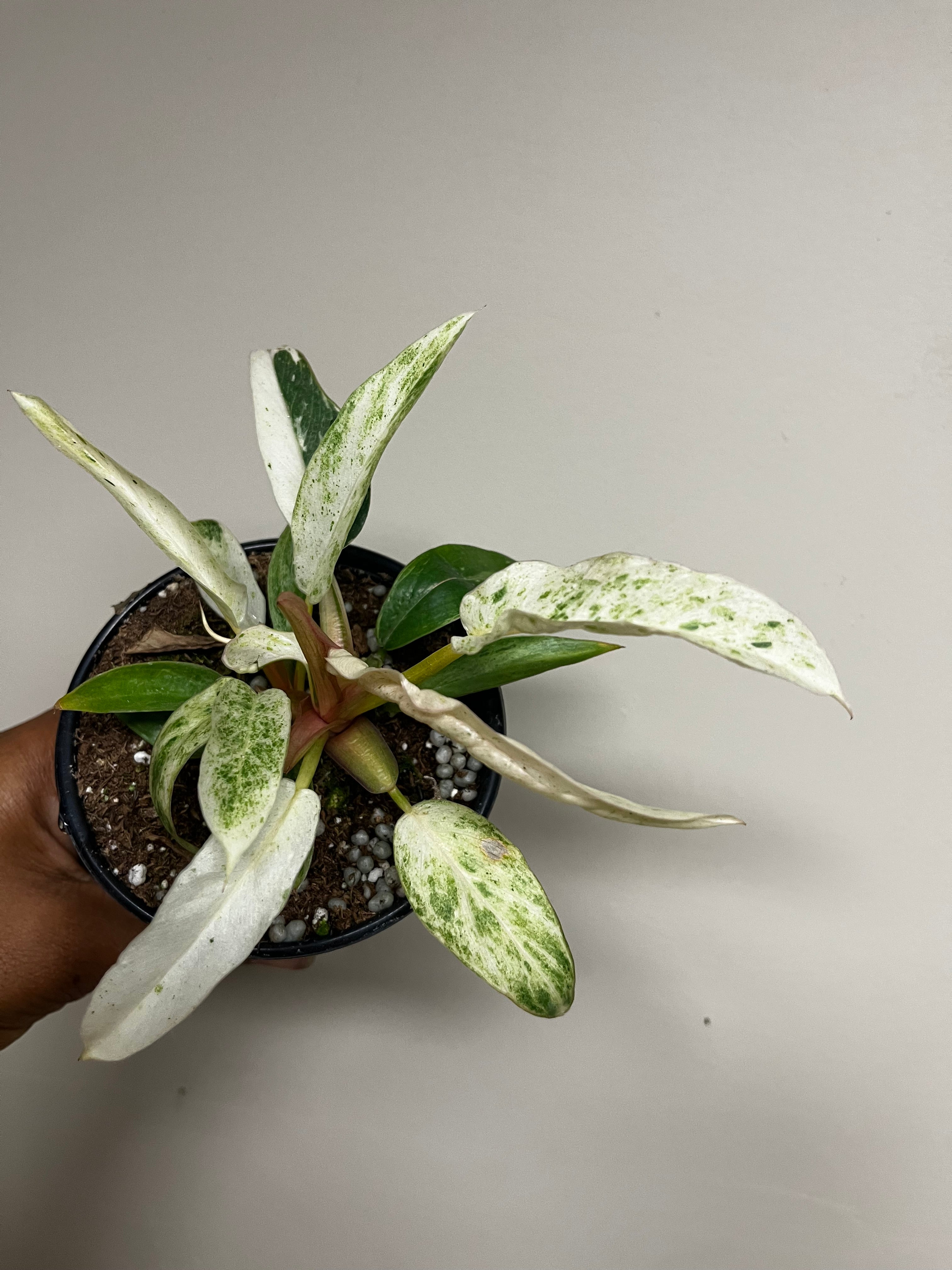 Philodendron Strawberry Caramel Marble 4 in